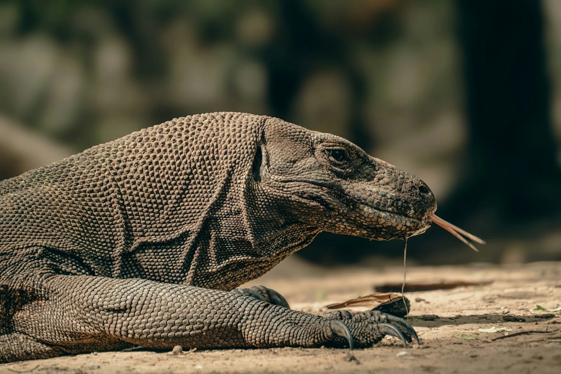 Komodo dragon - Day 8 of Indonesia Family Tour