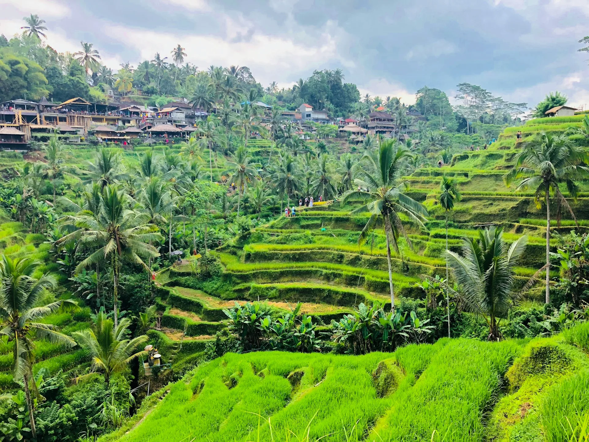 Tegalalang Rice Terraces