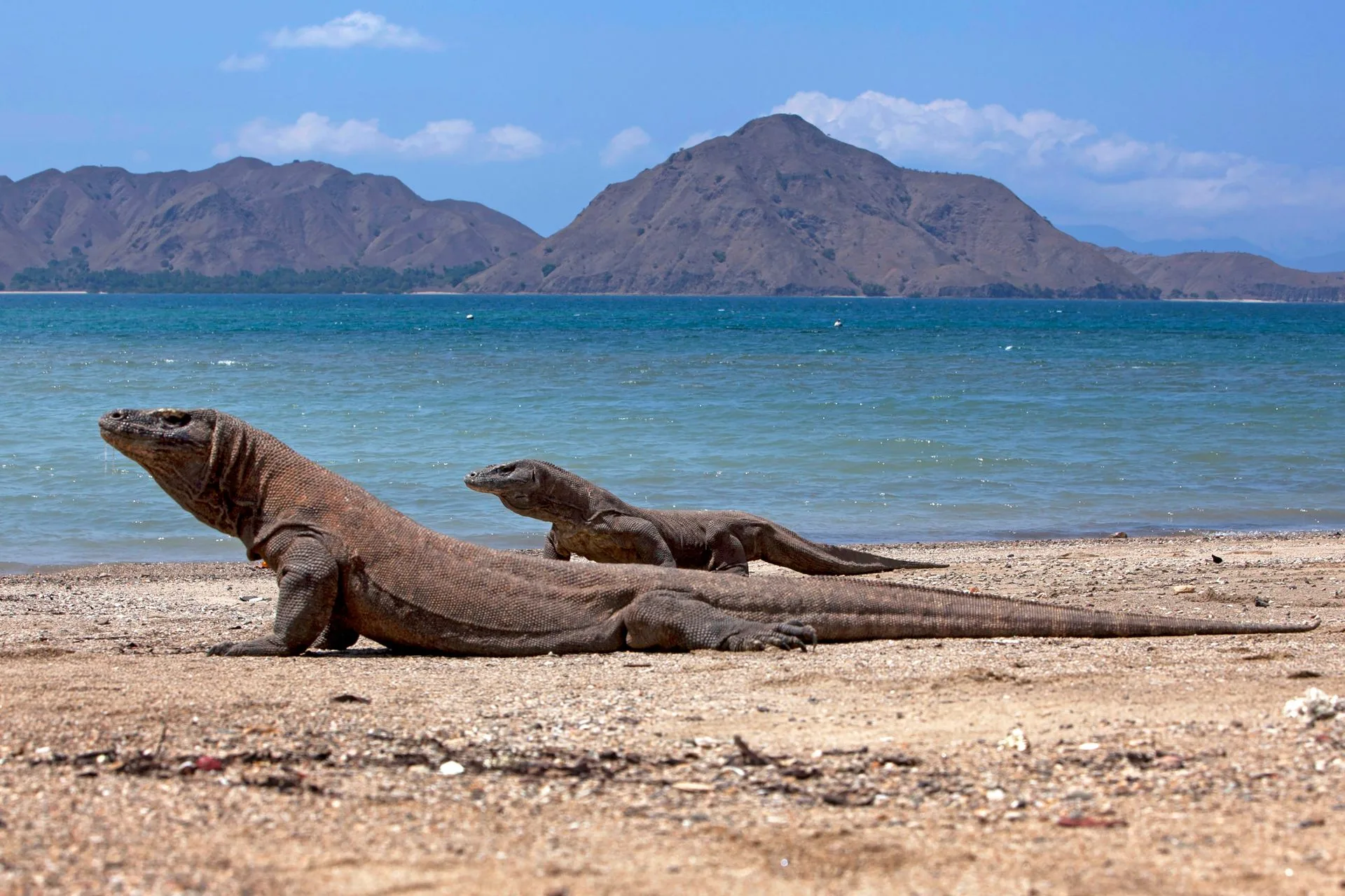 Komodo dragon