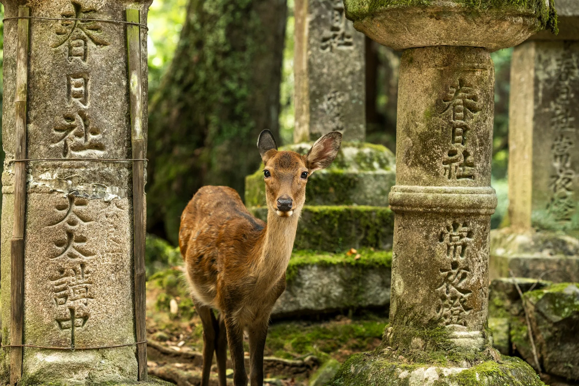 Friendly deer in Nara Park and vibrant Dotonbori district in Osaka on Day 8 of Japan Family Tour