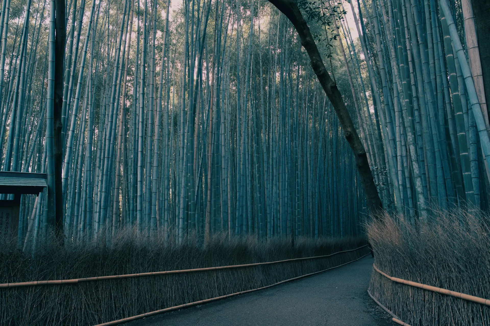Arashiyama Bamboo Grove with towering green stalks