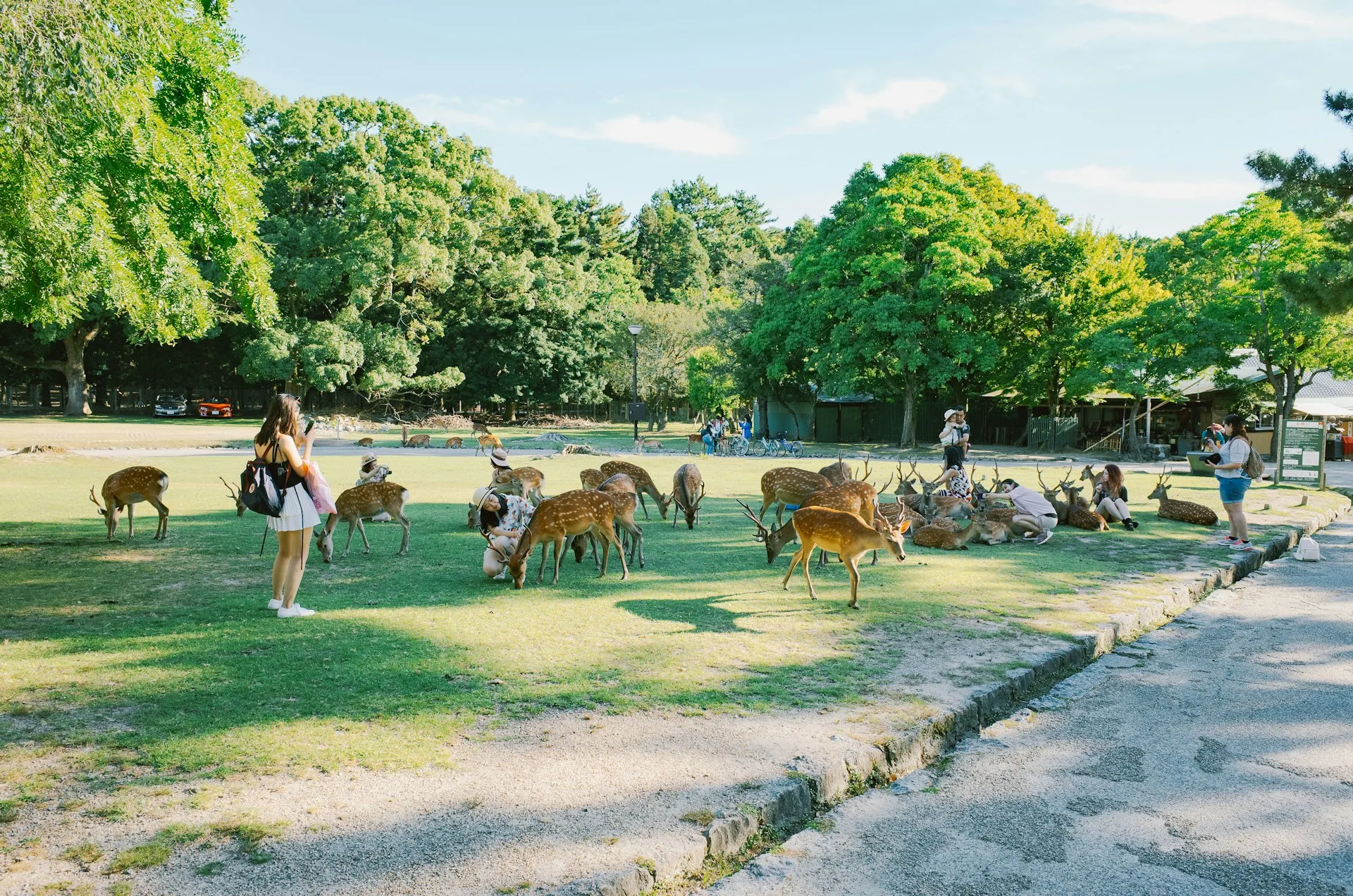 Friendly deer in Nara Park with temples in background