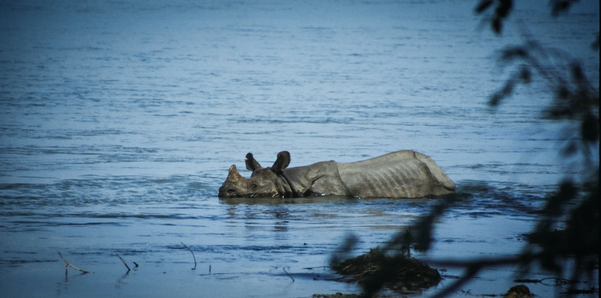 One-horned rhinoceros in Chitwan National Park grasslands