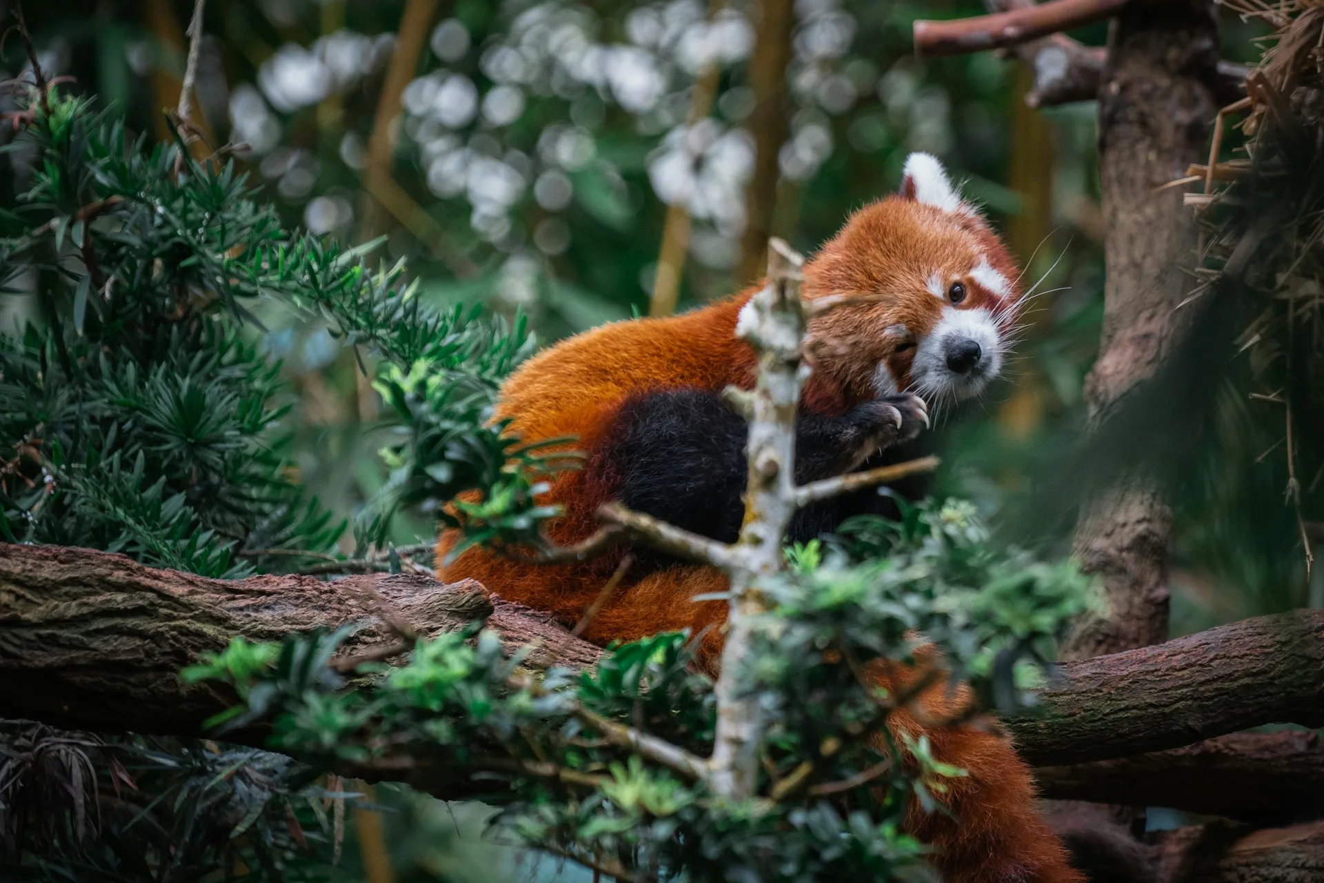 Singapore Zoo and River Wonders - immersive wildlife encounters on Day 4 of Singapore Family Tour