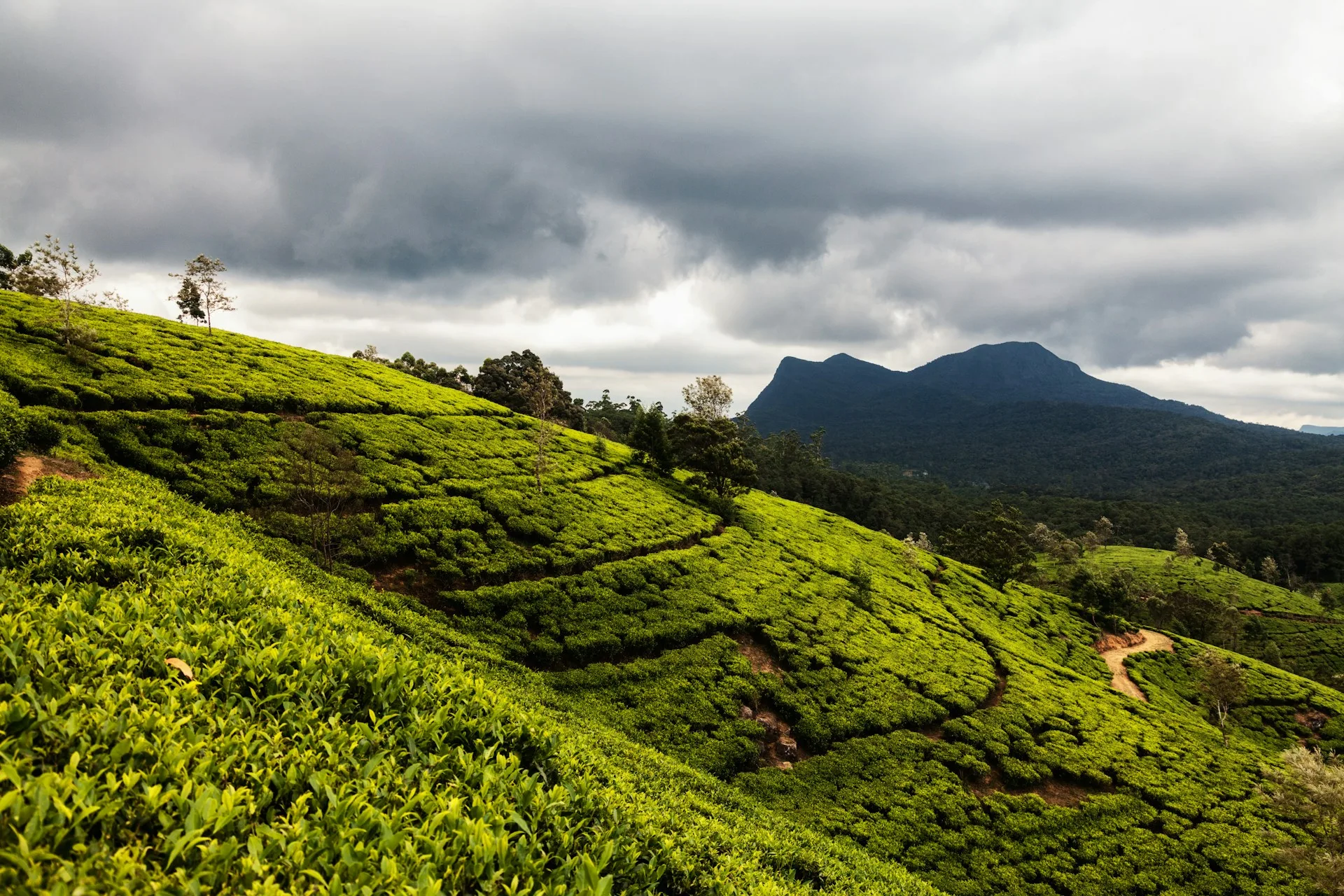 Nuwara Eliya tea plantations and mountains on Day 4 of Sri Lanka Family Tour