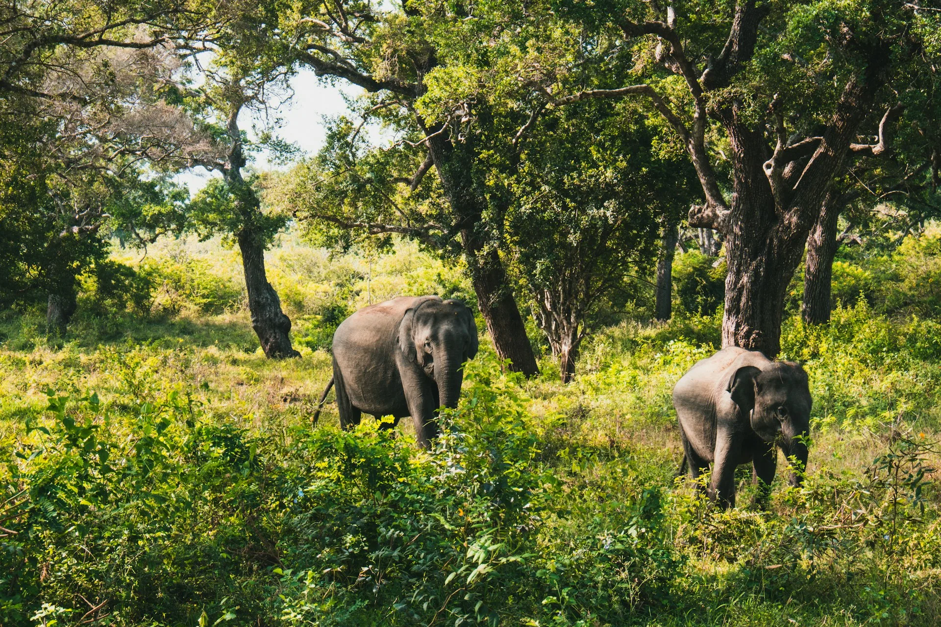 Yala National Park safari on Day 6 of Sri Lanka Family Tour
