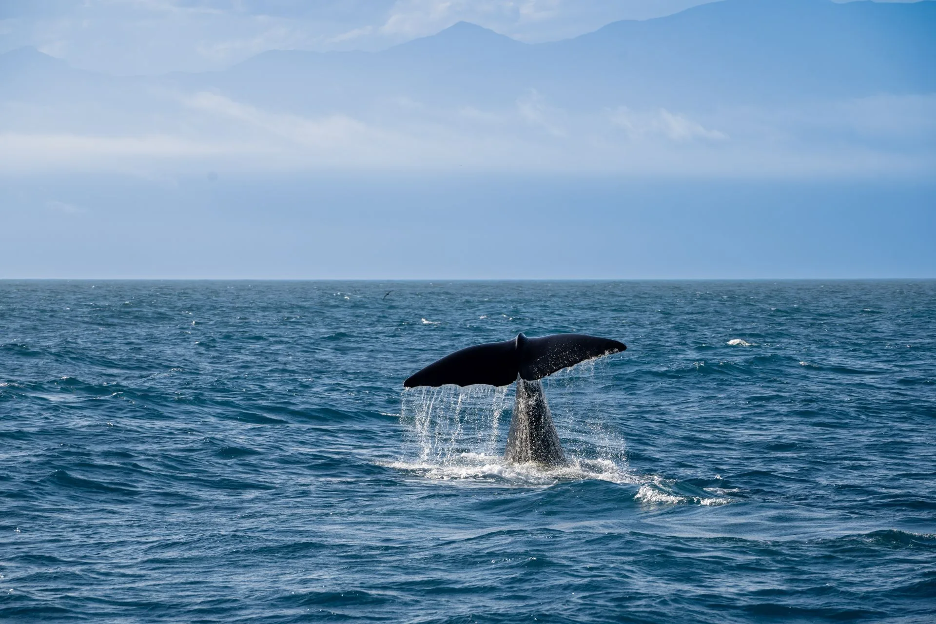 Whale watching and coastal departure on Day 8 of Sri Lanka Family Tour