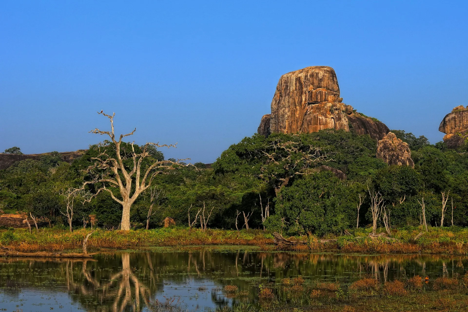 Yala National Park wildlife and elephants