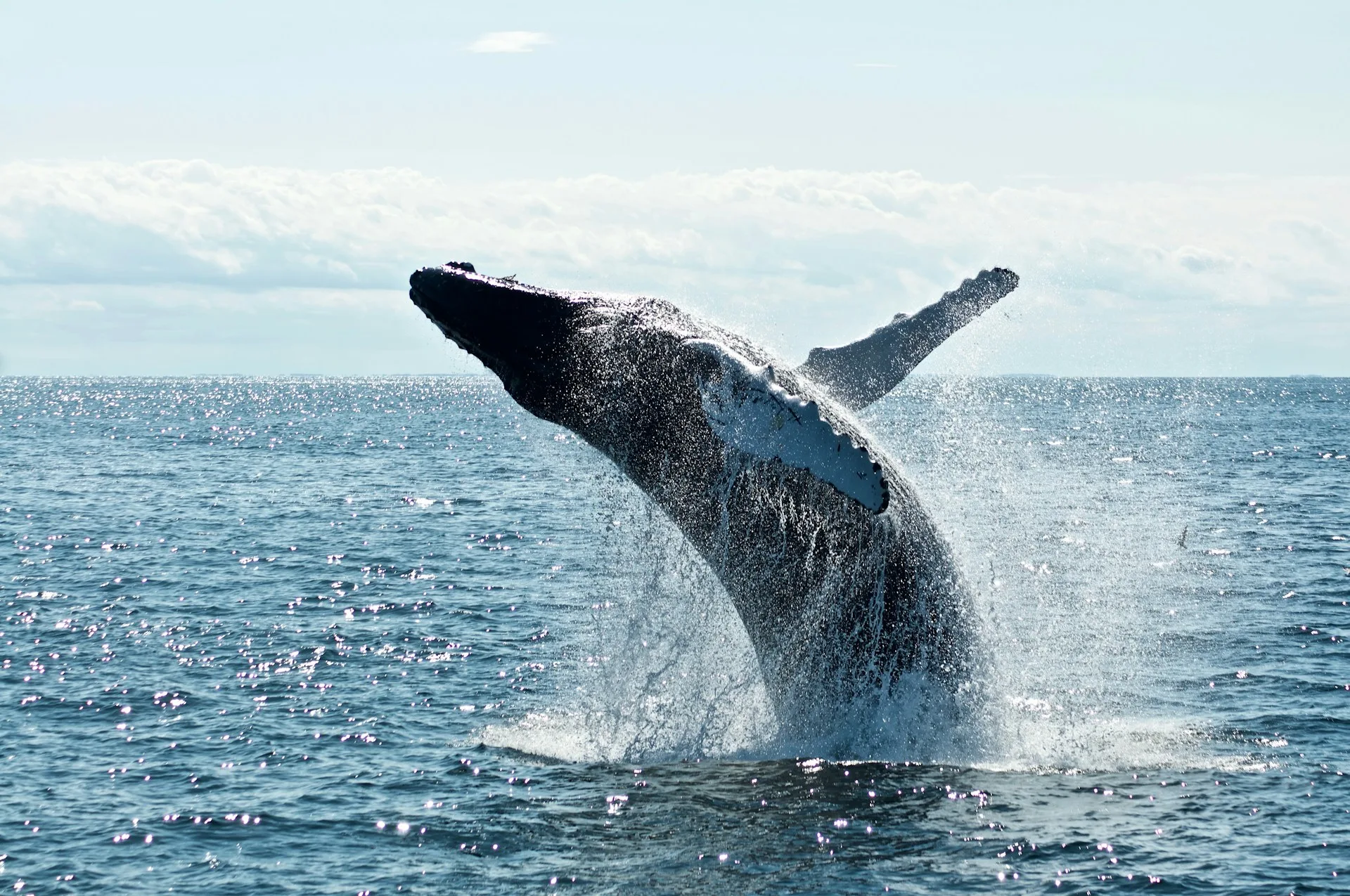 Blue whale watching off Mirissa coast