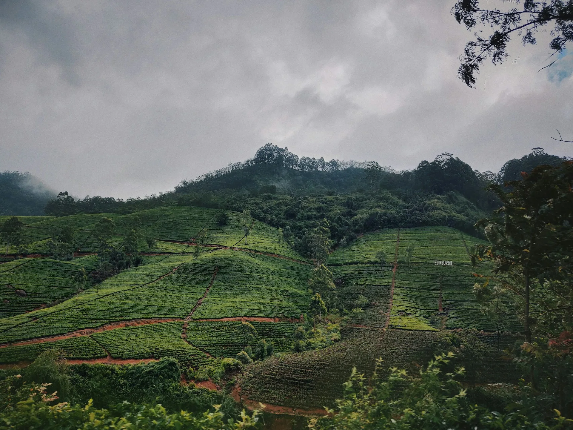 Nuwara Eliya tea plantation terraces