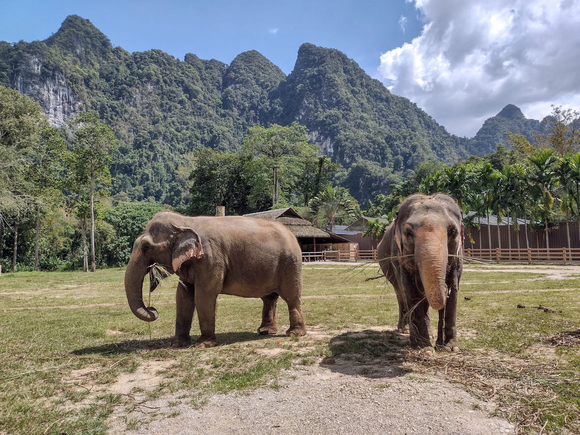 Elephant Sanctuary and Free Time on Day 11 of Thailand Family Tour