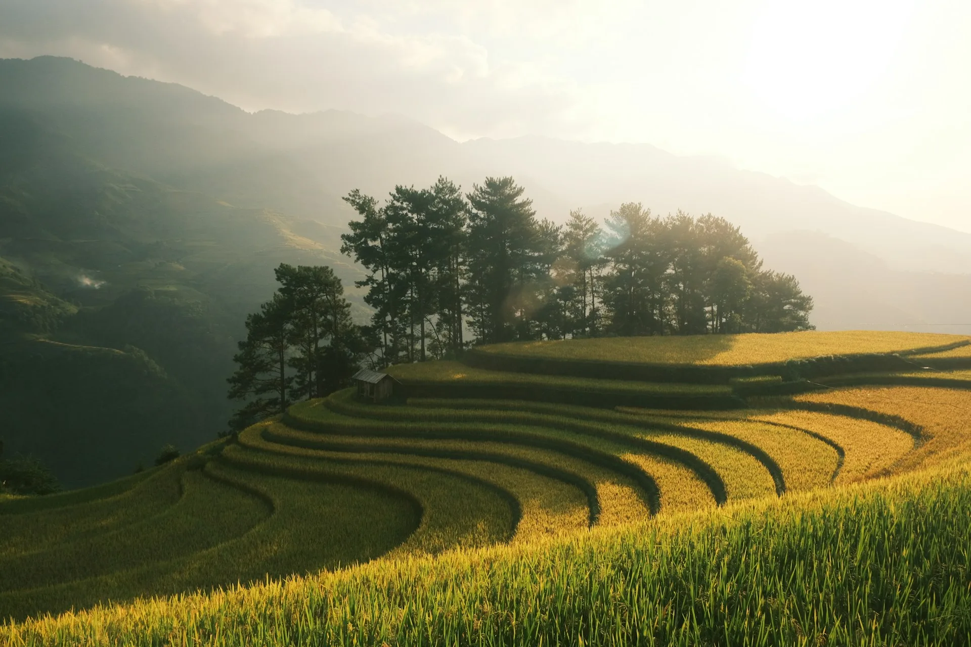 Green rice paddies with mountains near Hoi An