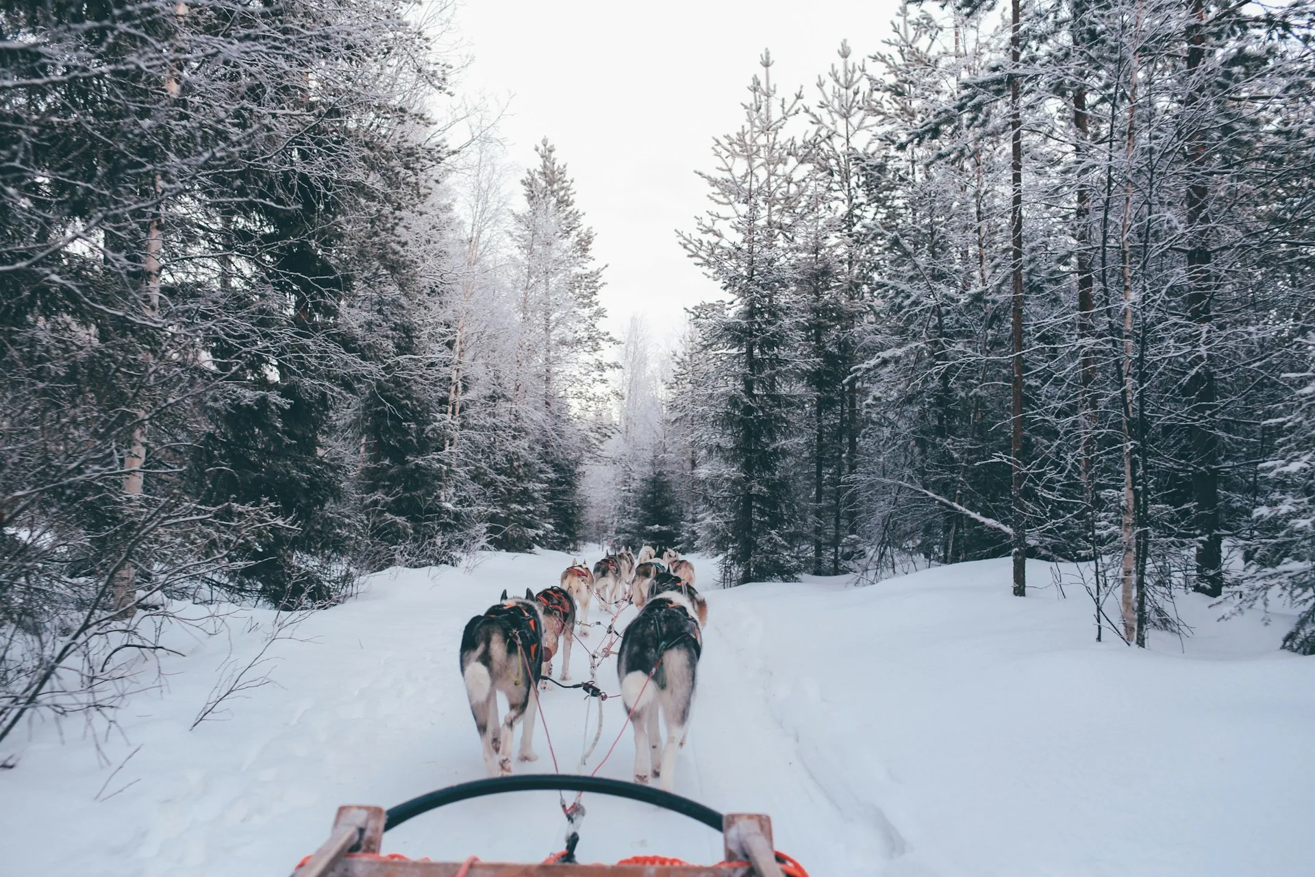 Santa Claus Village and husky sledding - Day 4 of Finland Family Tour