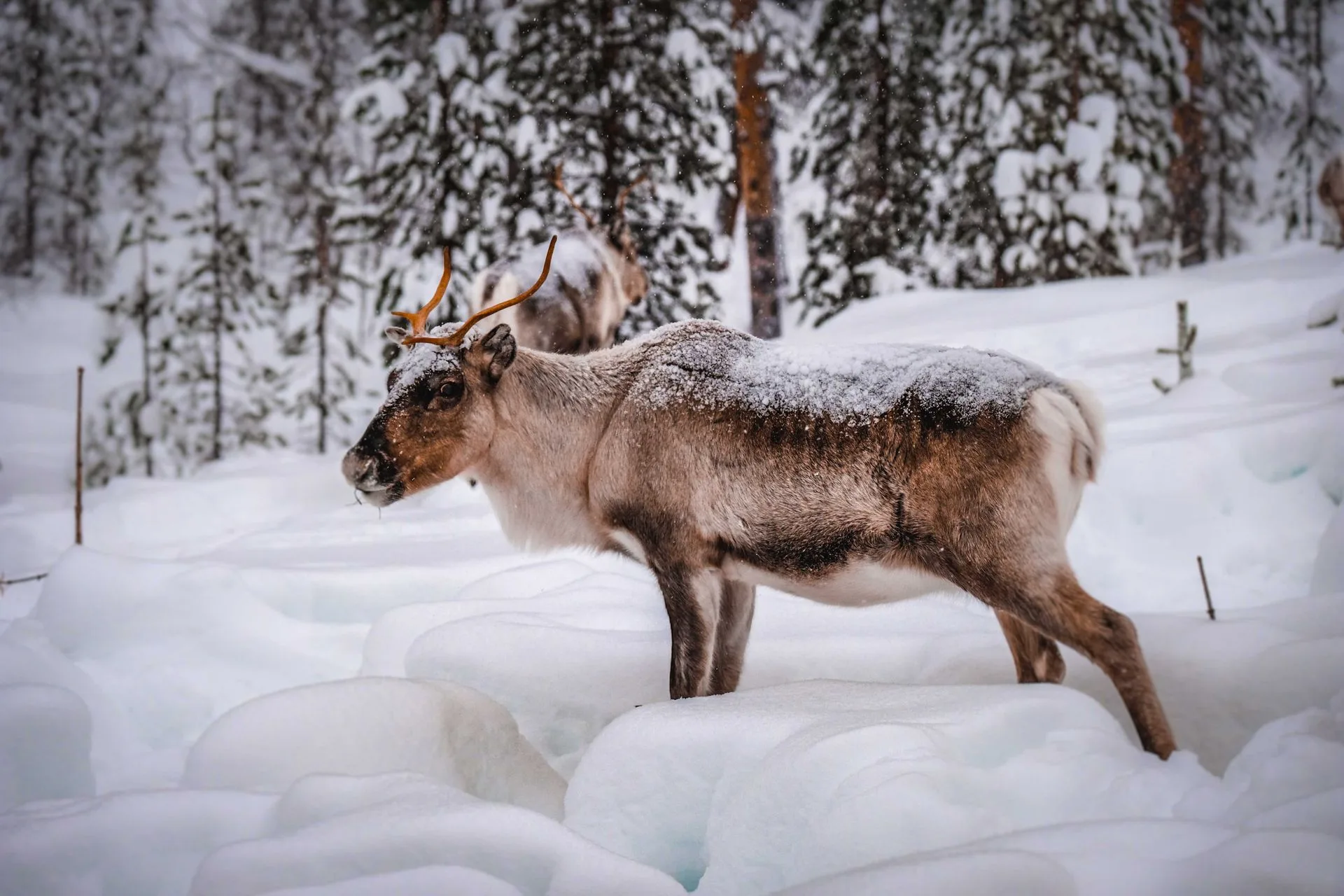 Ranua Wildlife Park and snowmobiling - Day 5 of Finland Family Tour Package