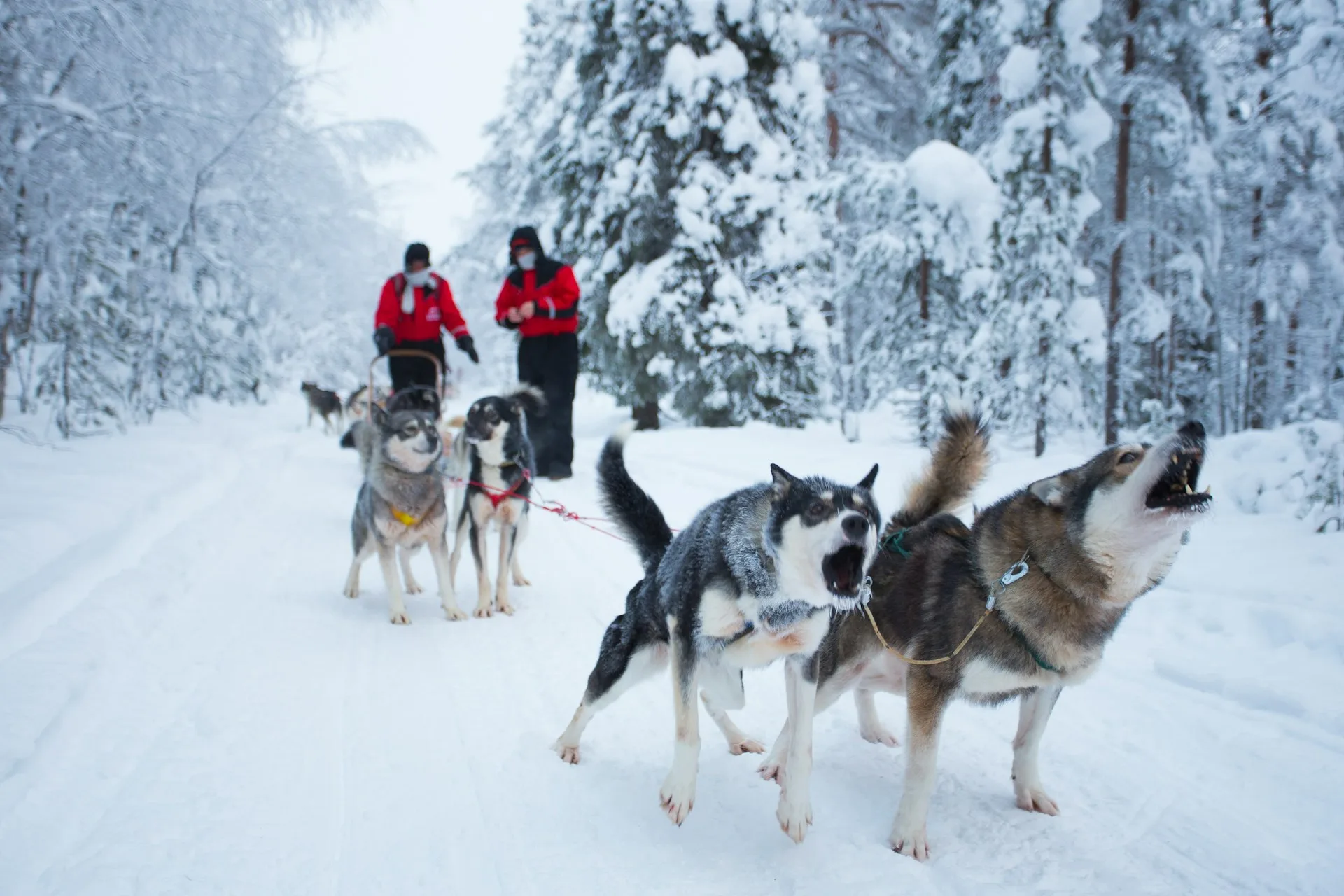 Husky dog sledding photography in Lapland Finland winter activities