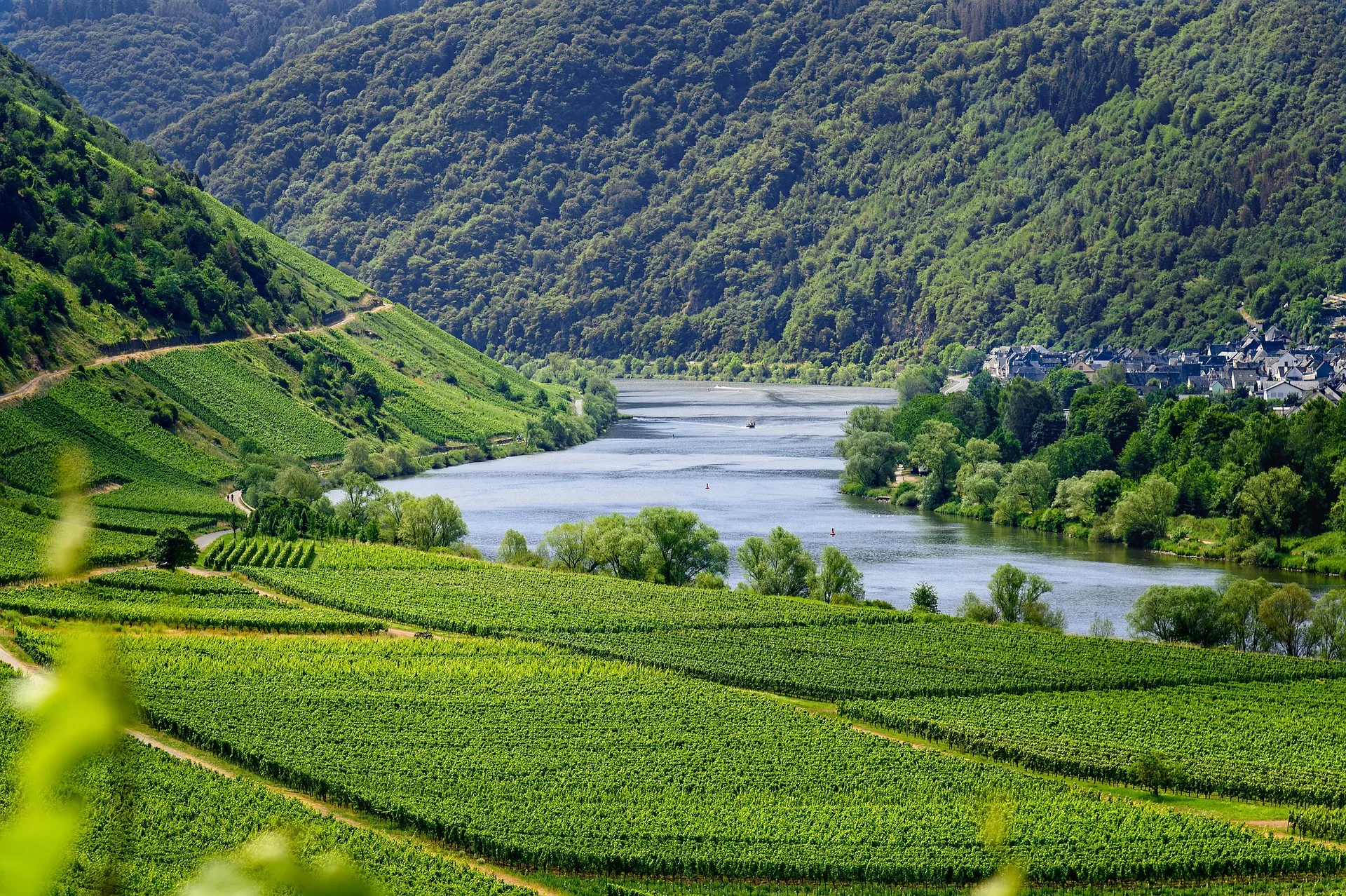Moselle Valley vineyards