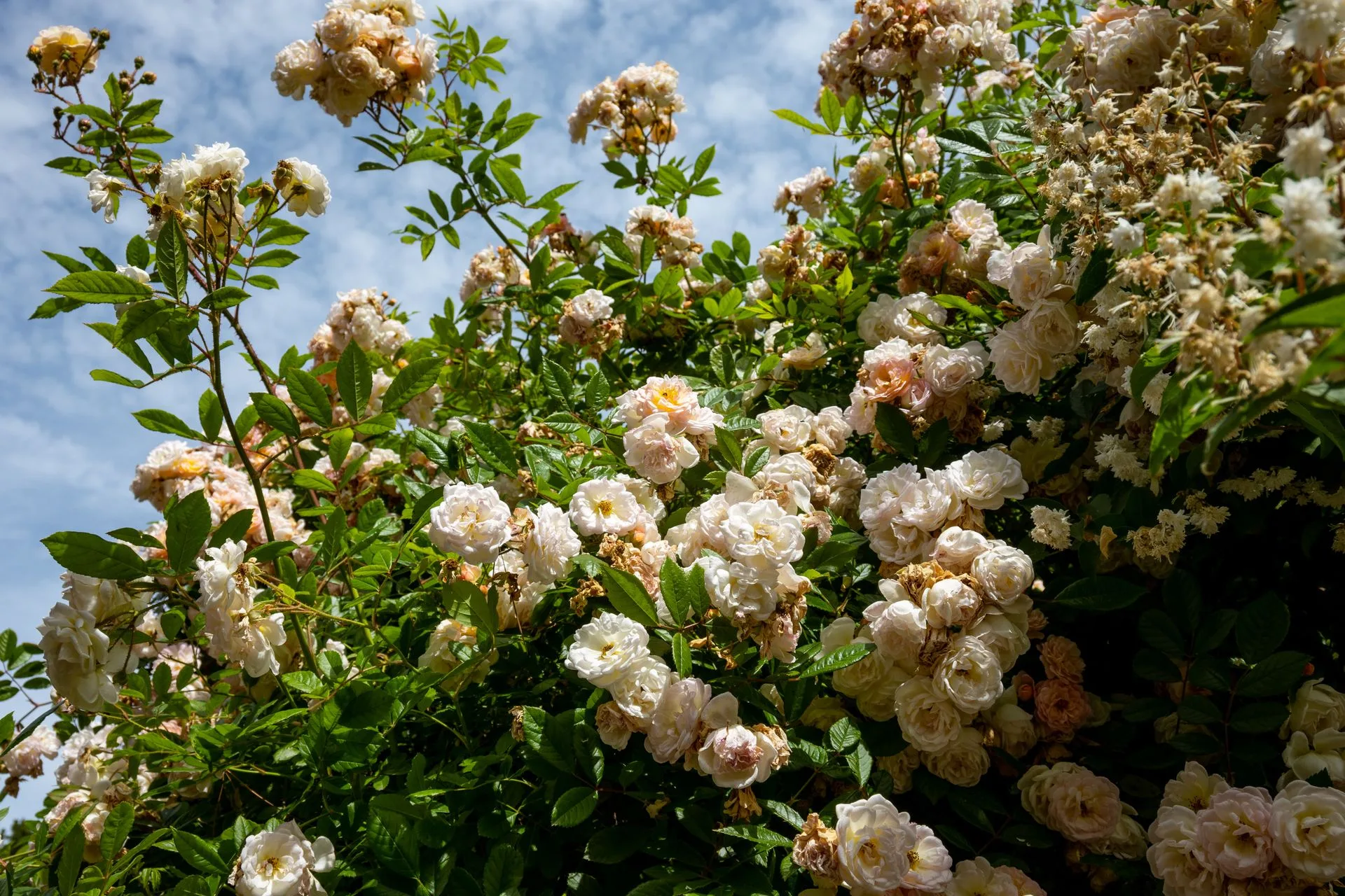 Princess Grace Rose Garden Monaco flower photography