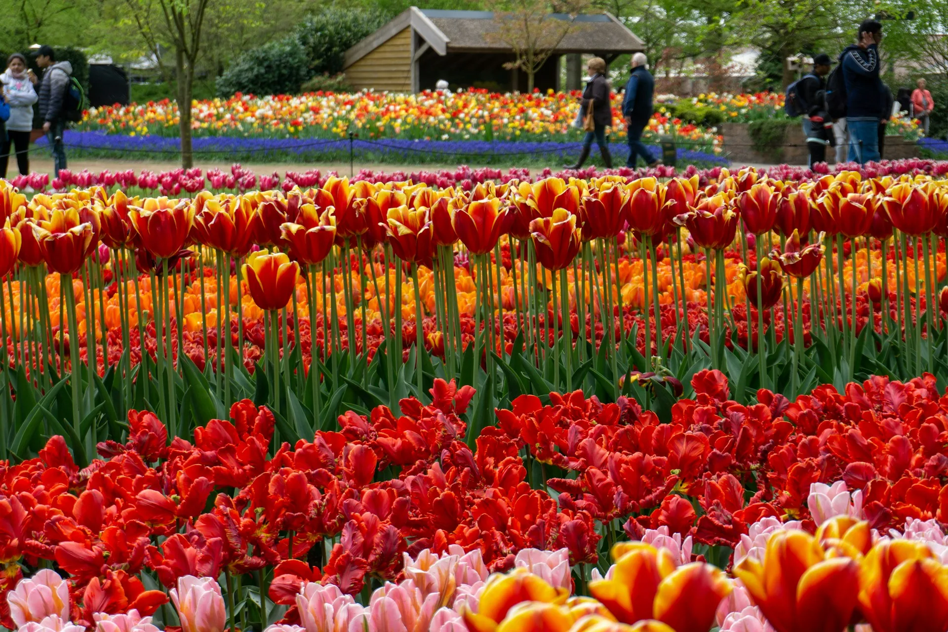 Keukenhof tulip gardens and Leiden city - Day 4 of Netherlands Family Tour