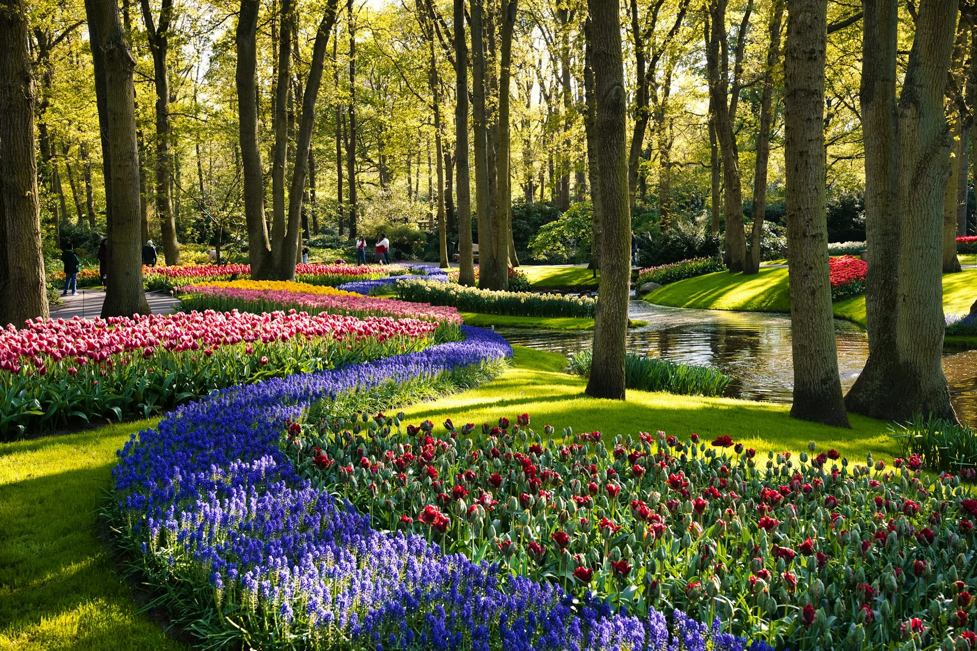 Colorful tulip fields in full bloom at Keukenhof Gardens