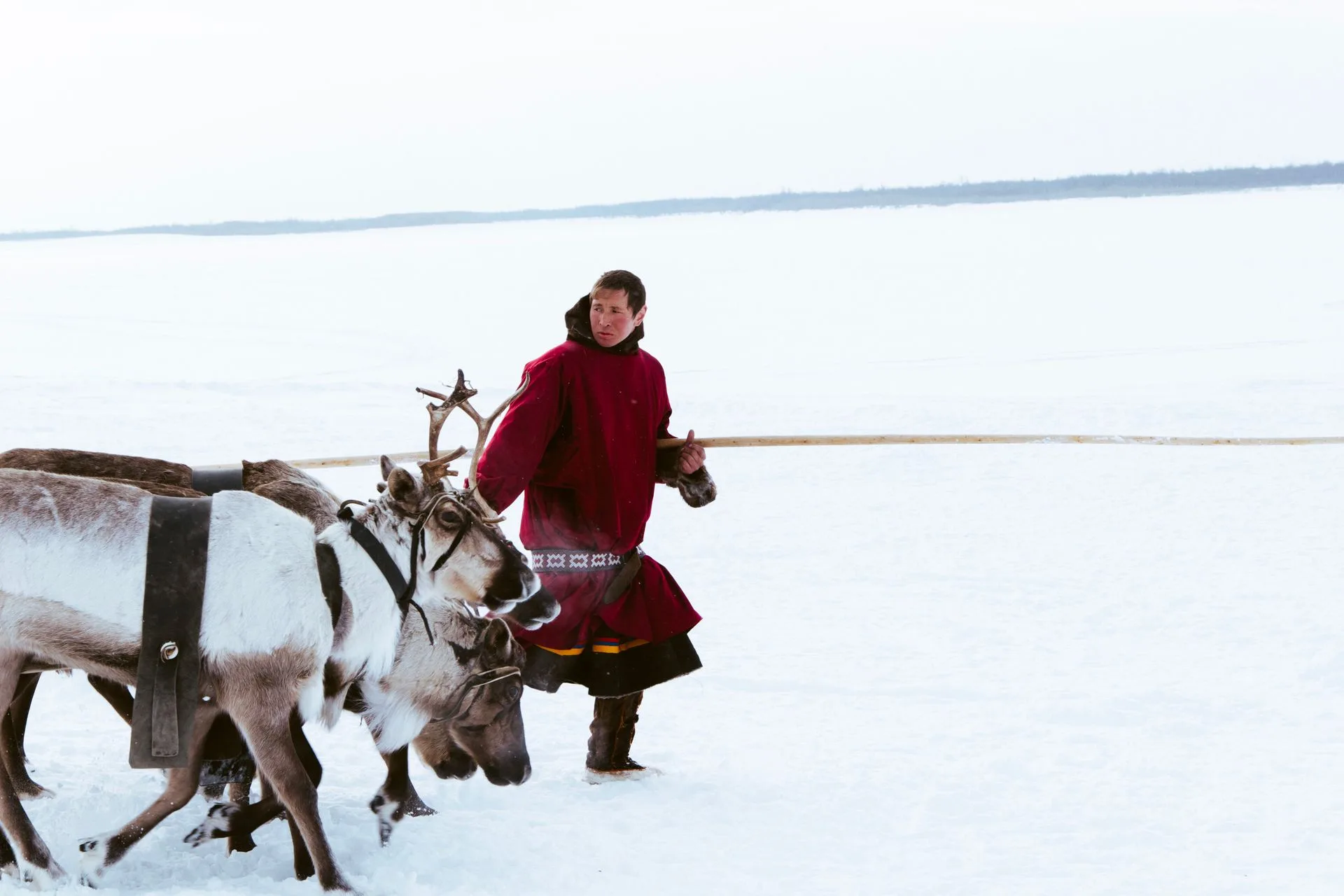 Sami herder in traditional clothing with reindeer in snowy Swedish Lapland