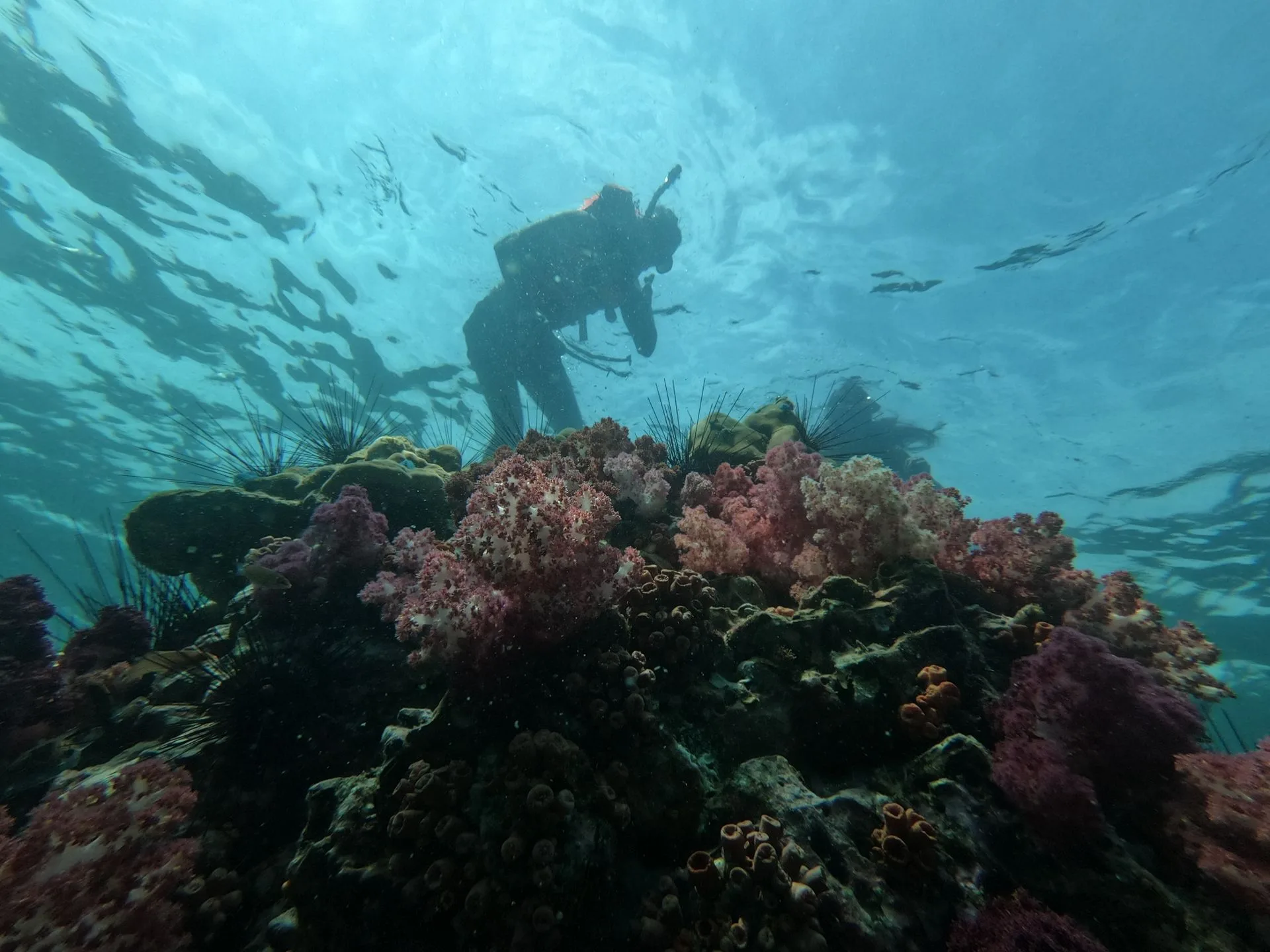 Aqaba Red Sea underwater coral reefs with colorful tropical fish and marine life