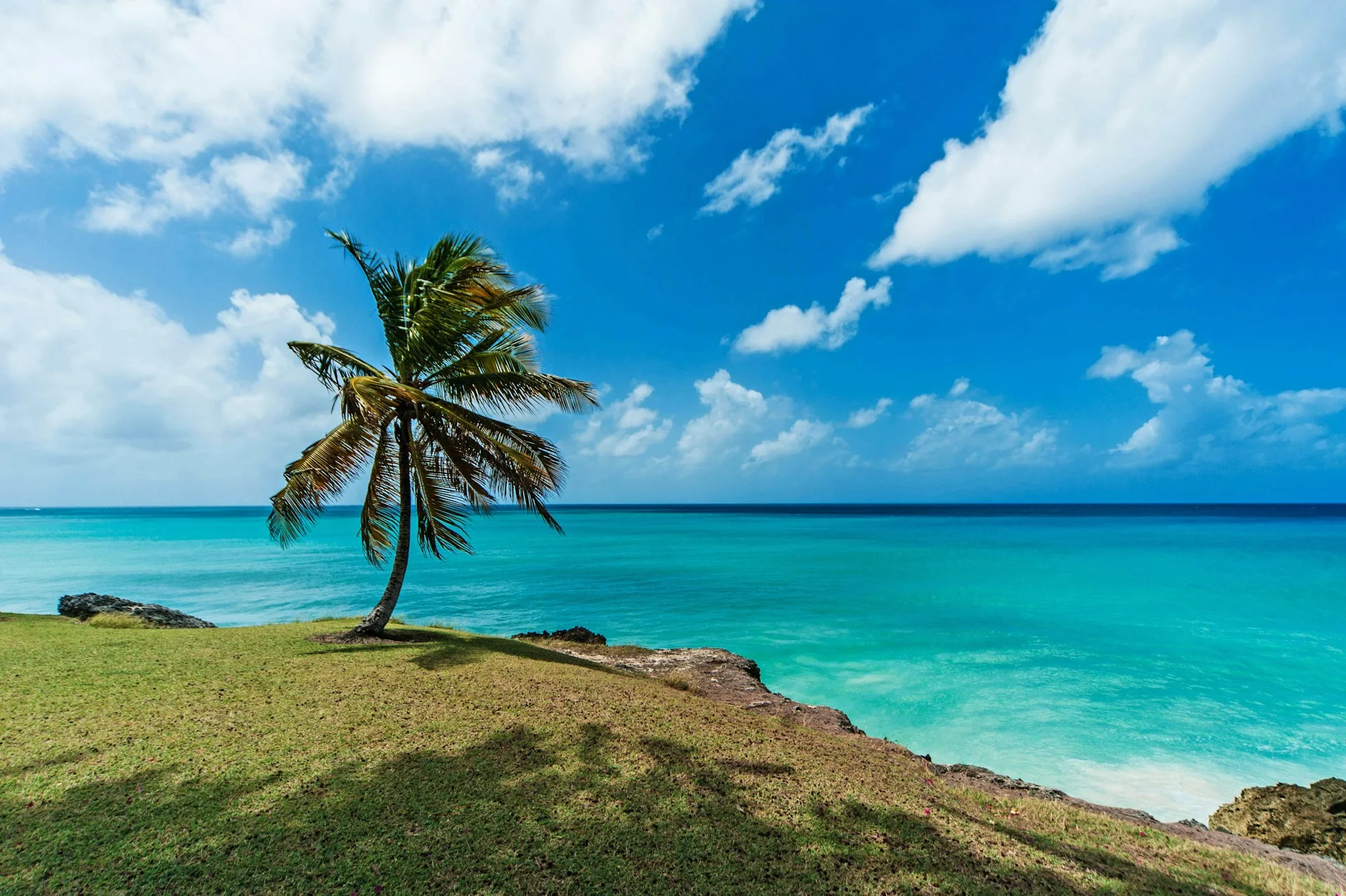 Bottom Bay Barbados secluded beach with dramatic overhanging coconut palm canopy framing turquoise waters