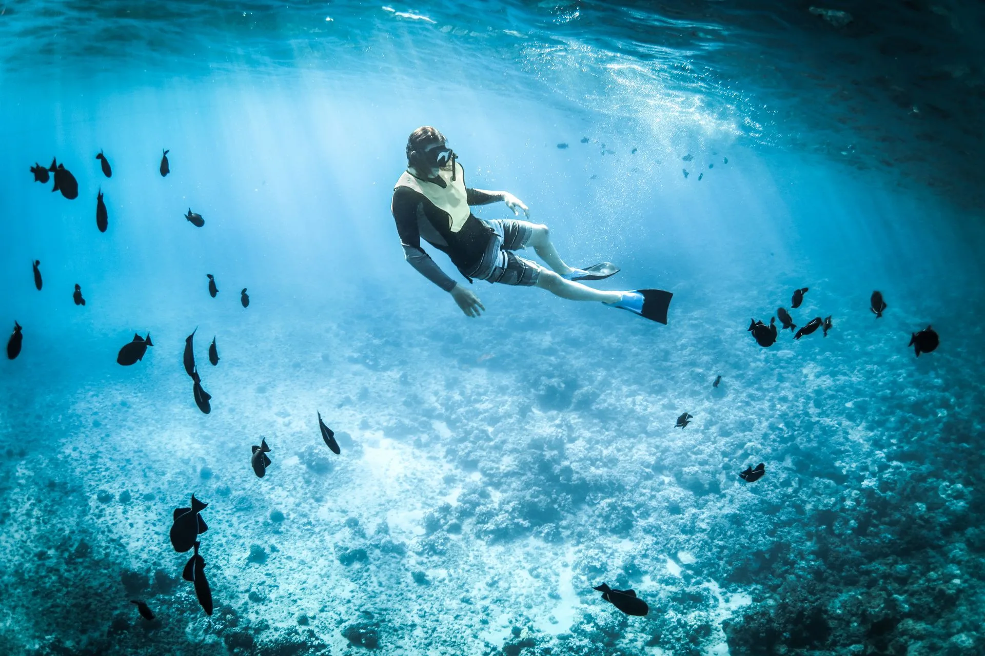 Carlisle Bay Barbados underwater scene with sea turtles, tropical fish and shipwrecks in crystal-clear turquoise waters