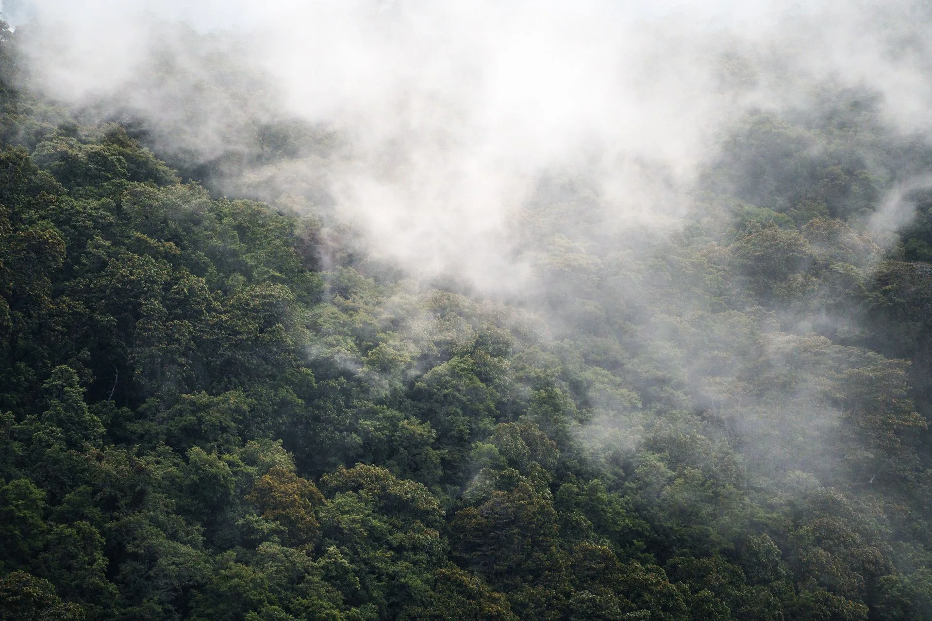 Scenic transfer to Monteverde Cloud Forest mountains on Day 4 of Costa Rica Family Tour