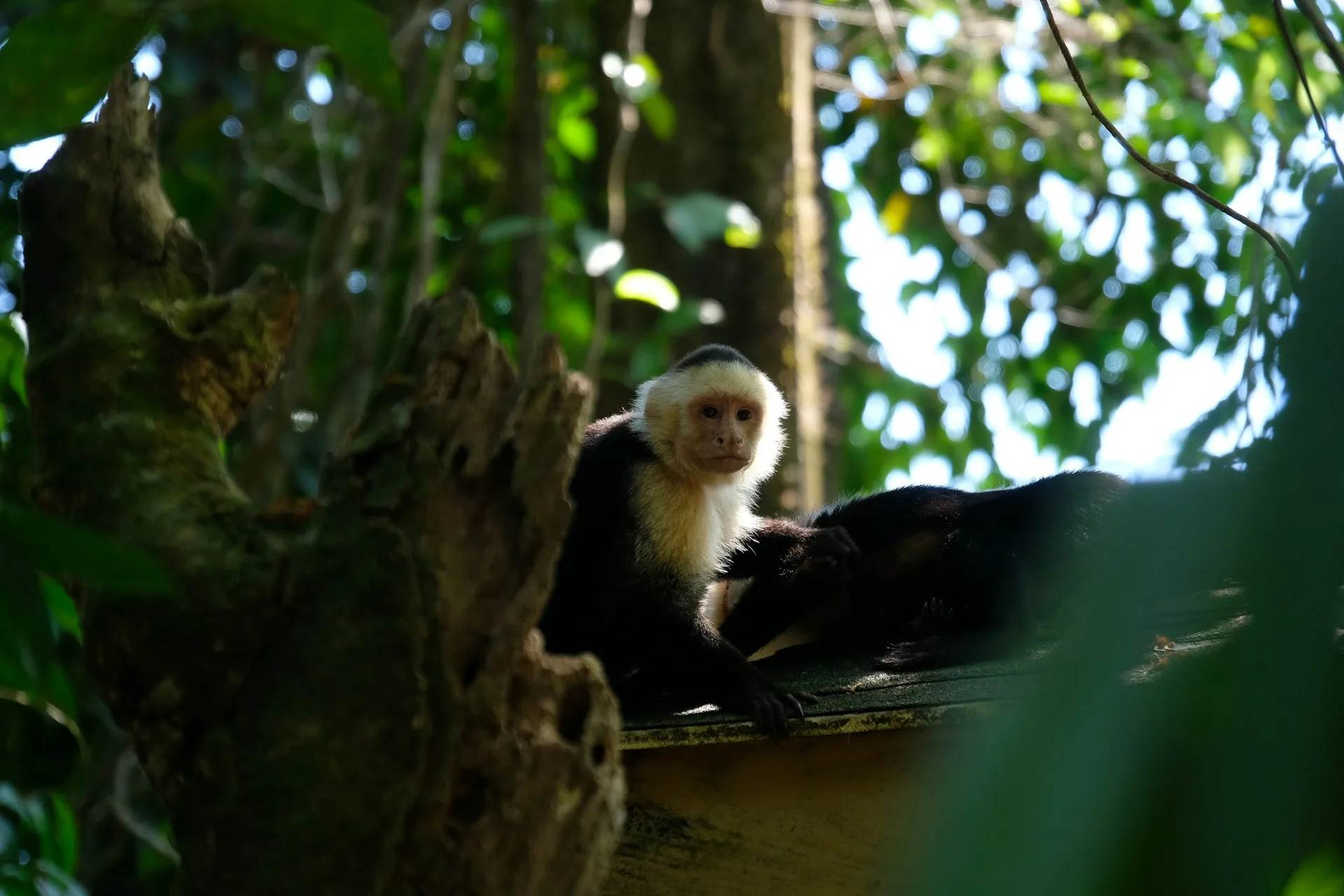 Manuel Antonio National Park wildlife and departure day on Day 7 of Costa Rica Family Tour