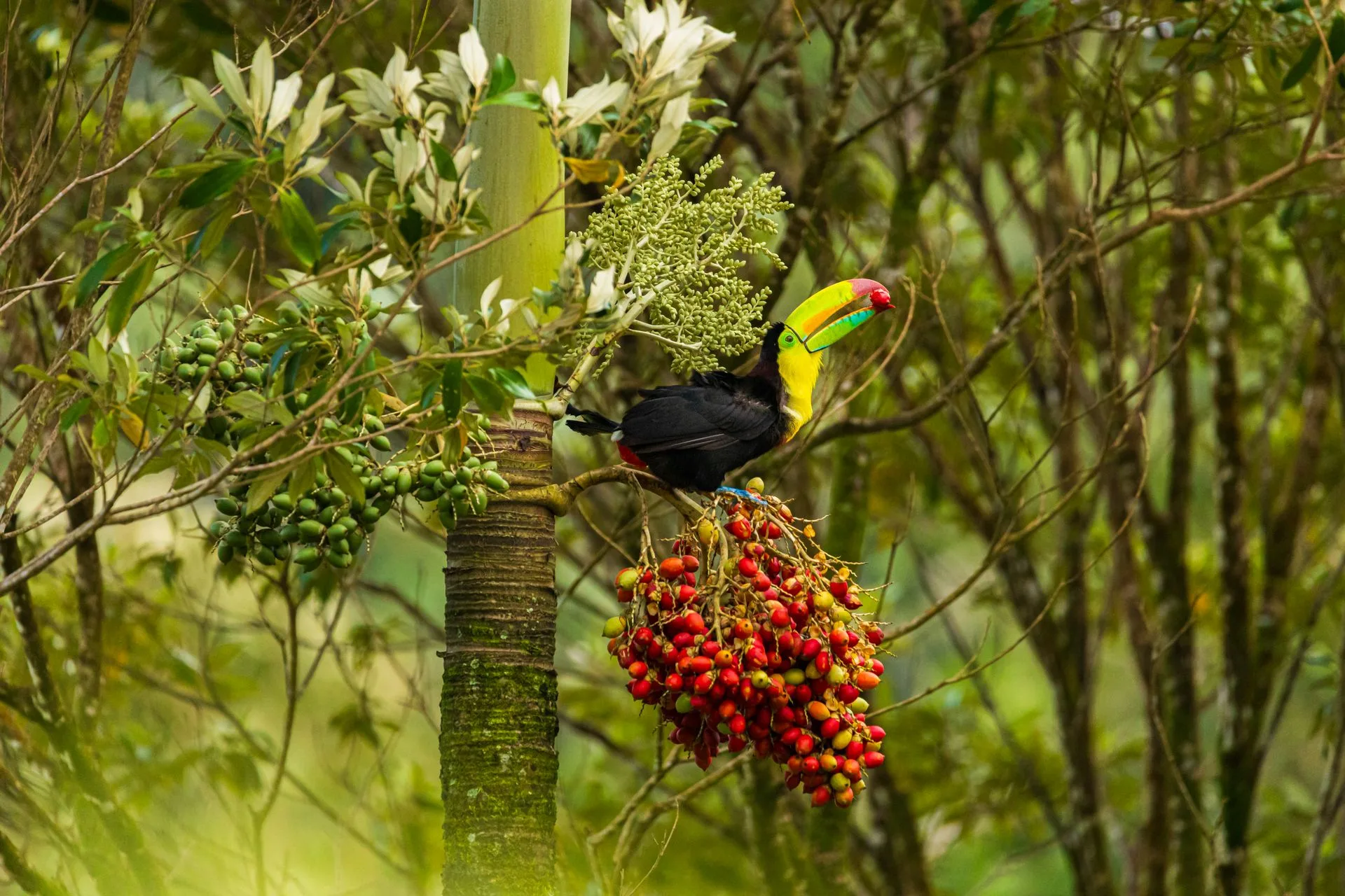 Costa Rica coffee plantation landscape photography