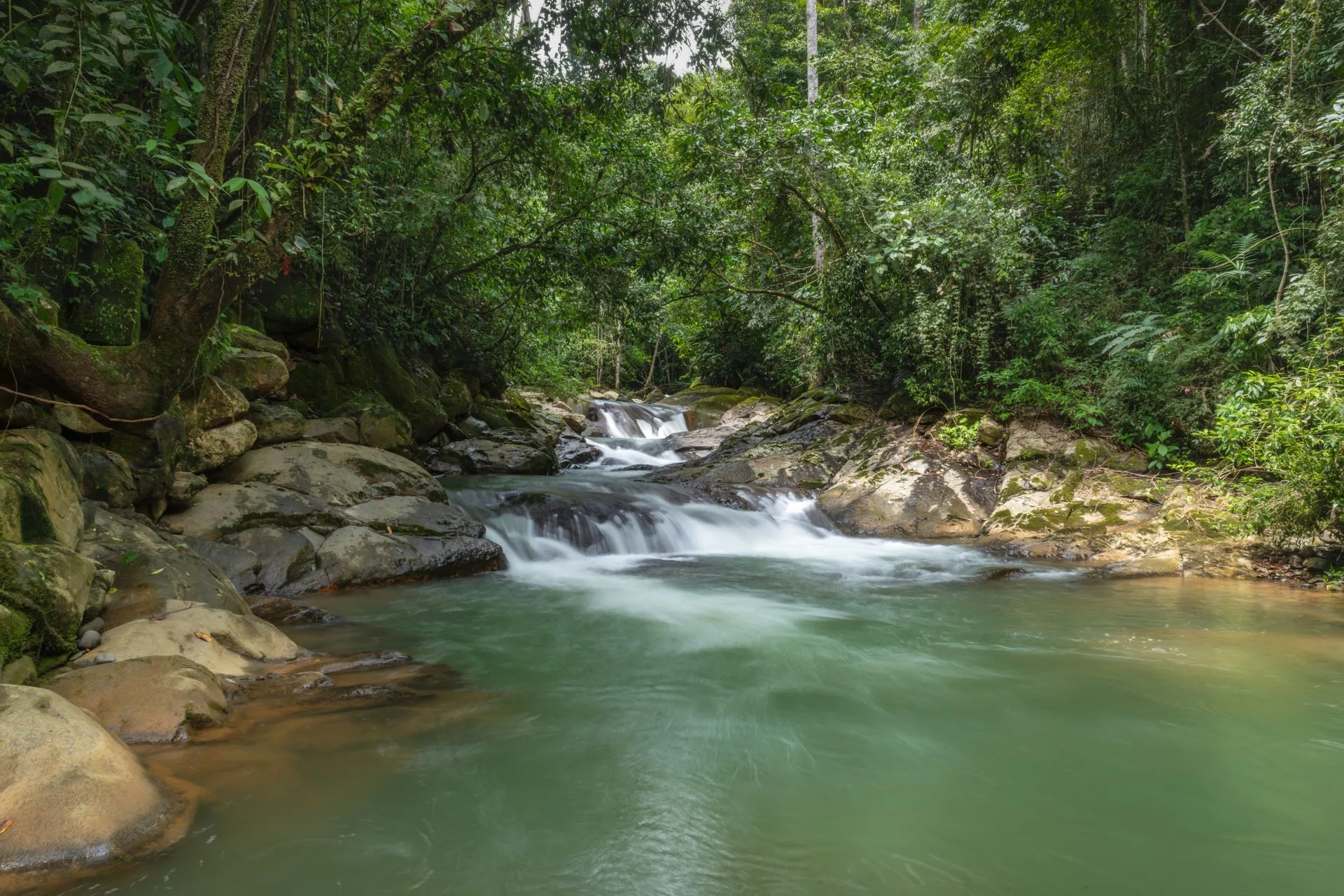 Lush tropical rainforest trail in Soberanía National Park - Day 4 of Panama Family Tour