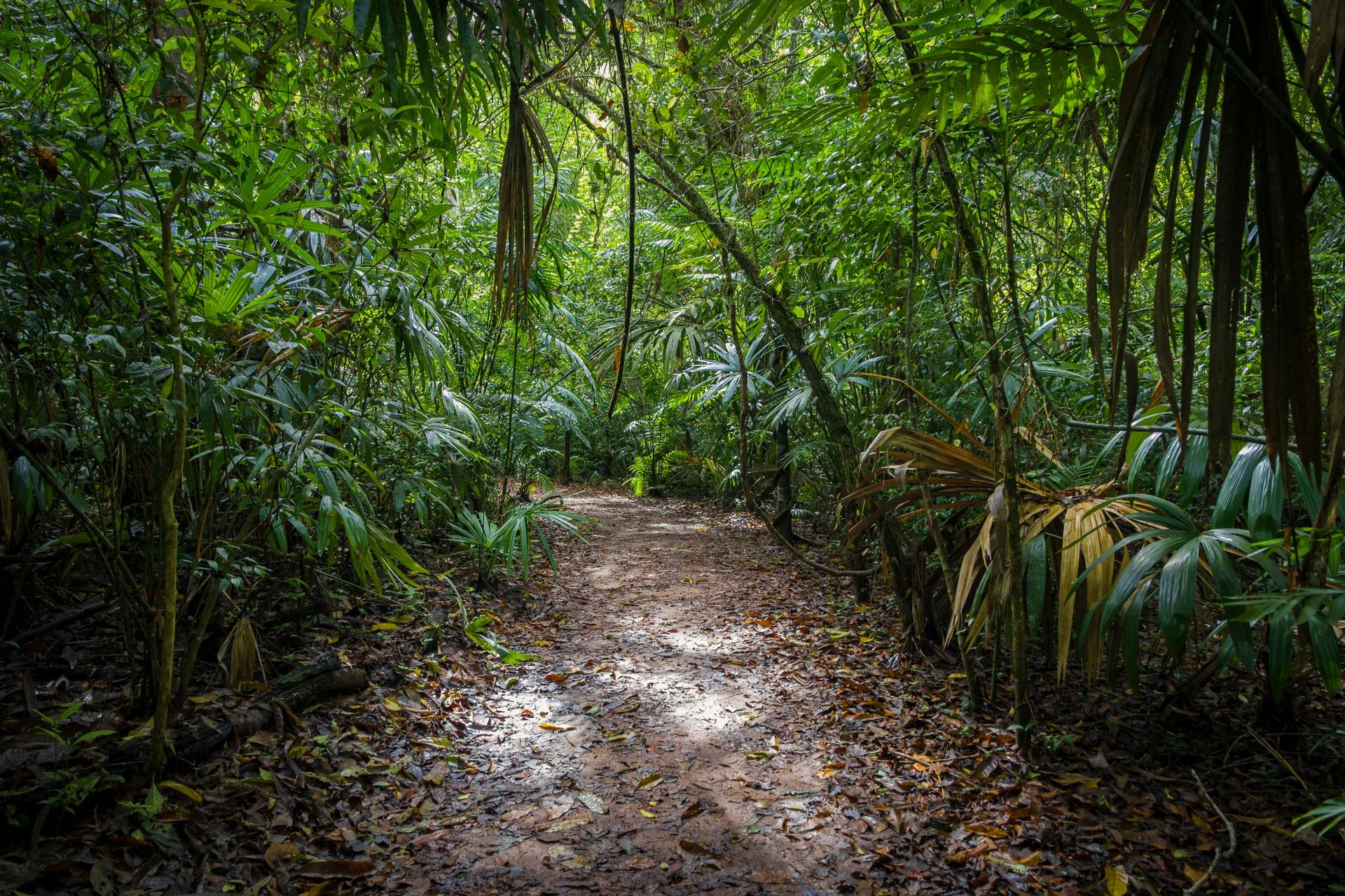 Lush tropical rainforest trail in Soberanía National Park