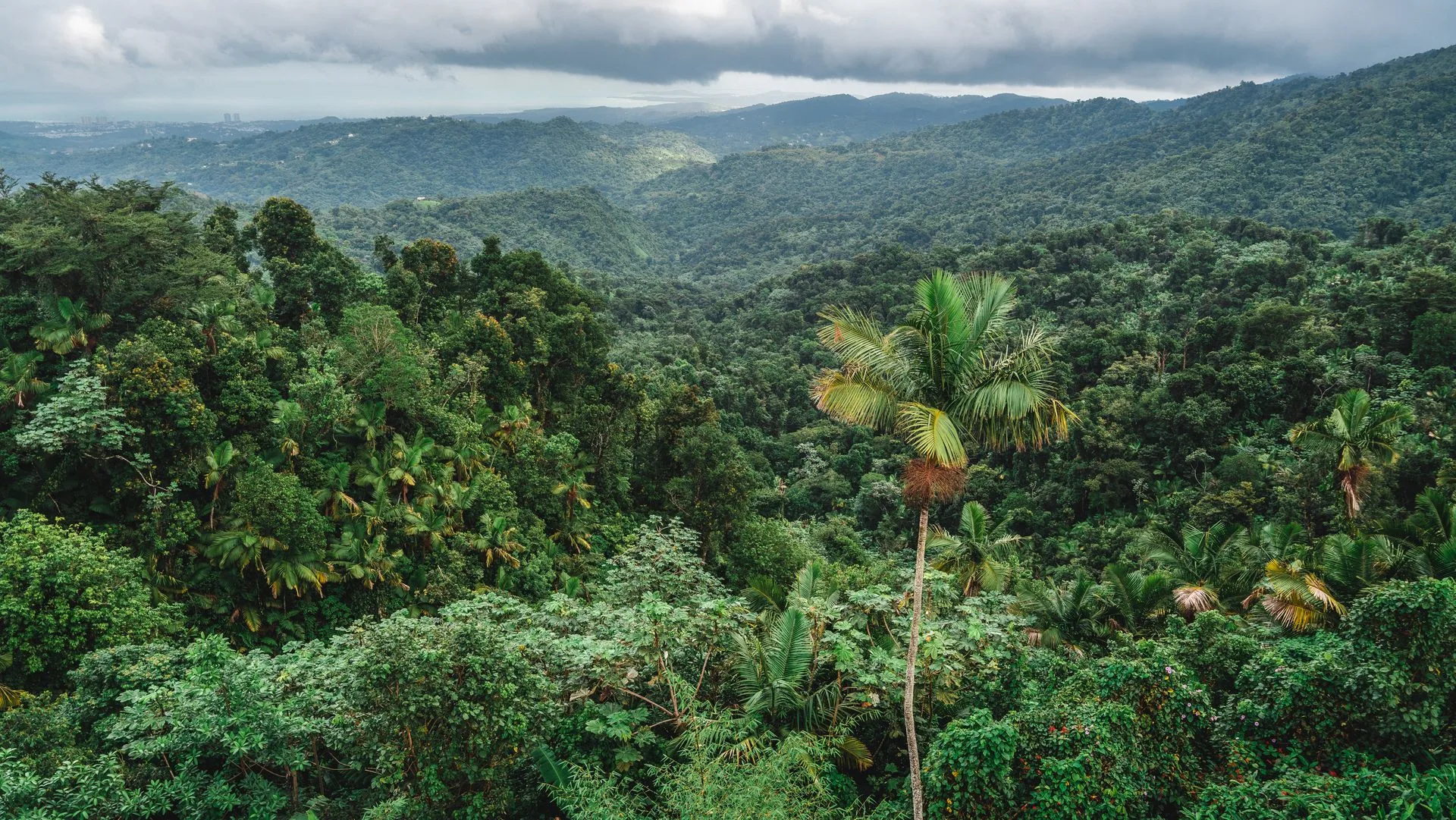 El Yunque Rainforest waterfall - cascading water surrounded by lush vegetation