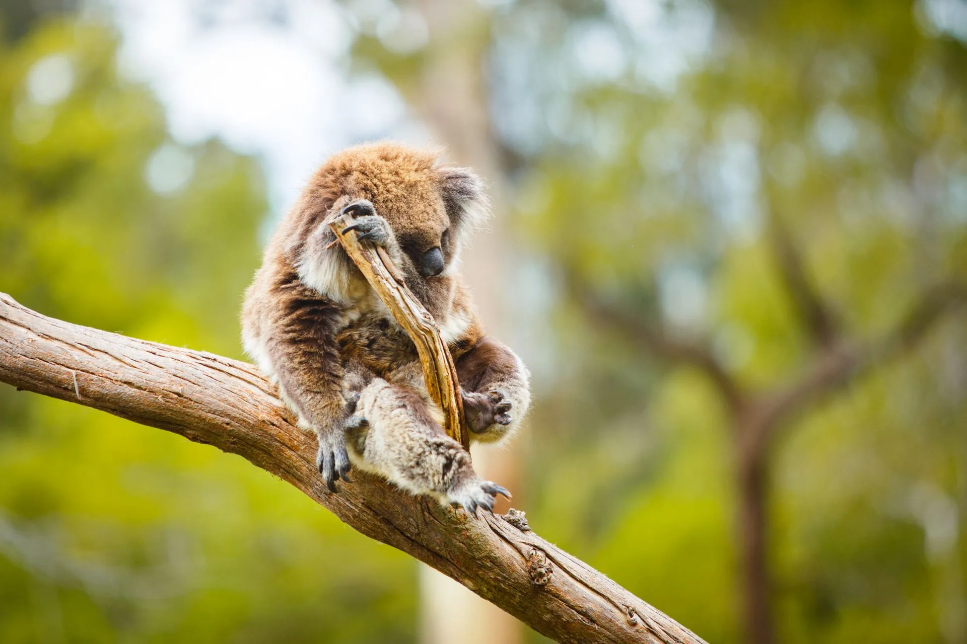Melbourne wildlife and gardens - Day 7 of Australia Family Tour