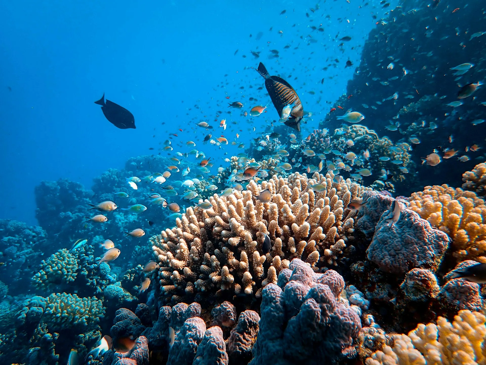 Colorful coral reef with tropical fish underwater