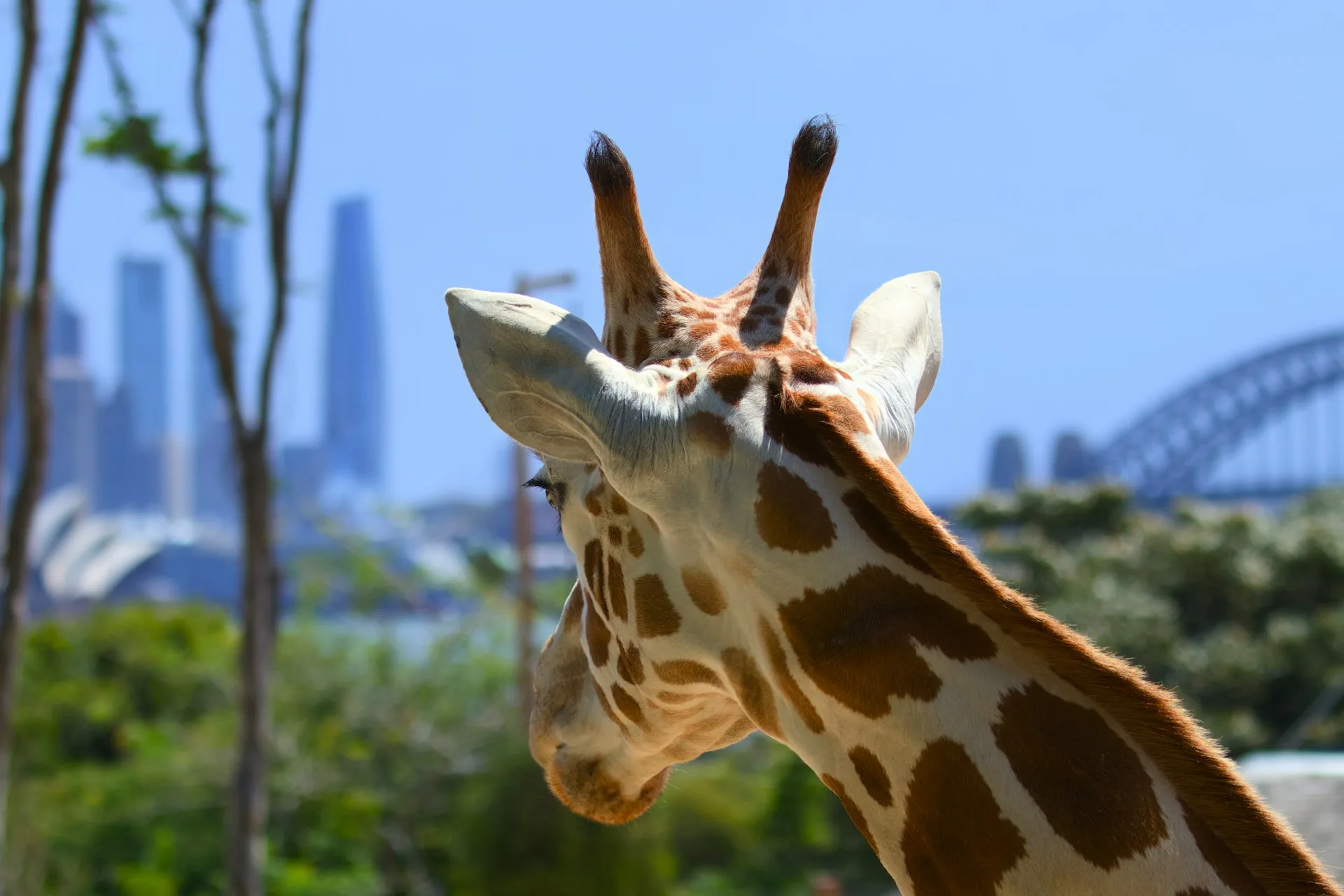 Australian animals with Sydney Harbour Bridge in background
