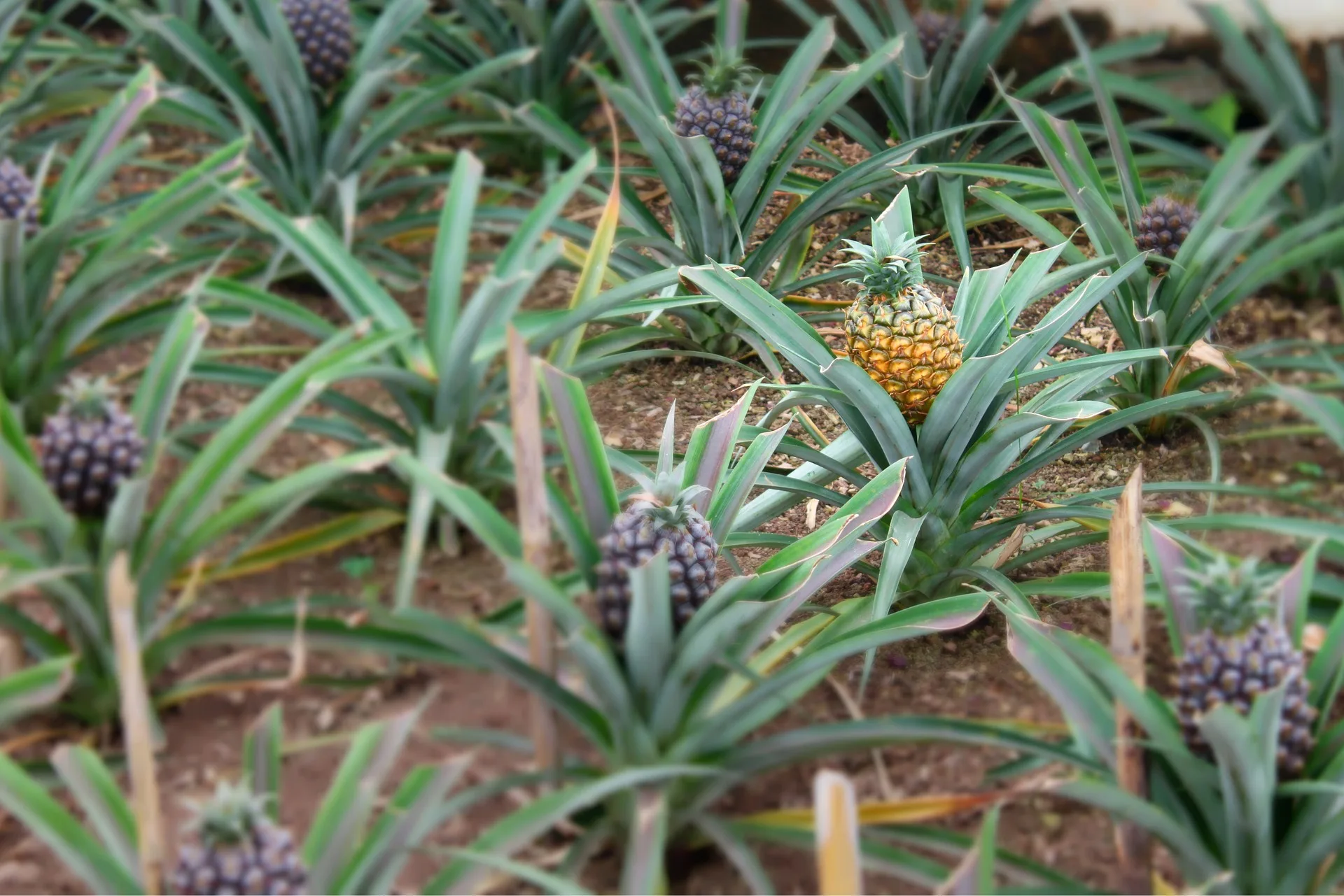 Family in pineapple plantation with mountains