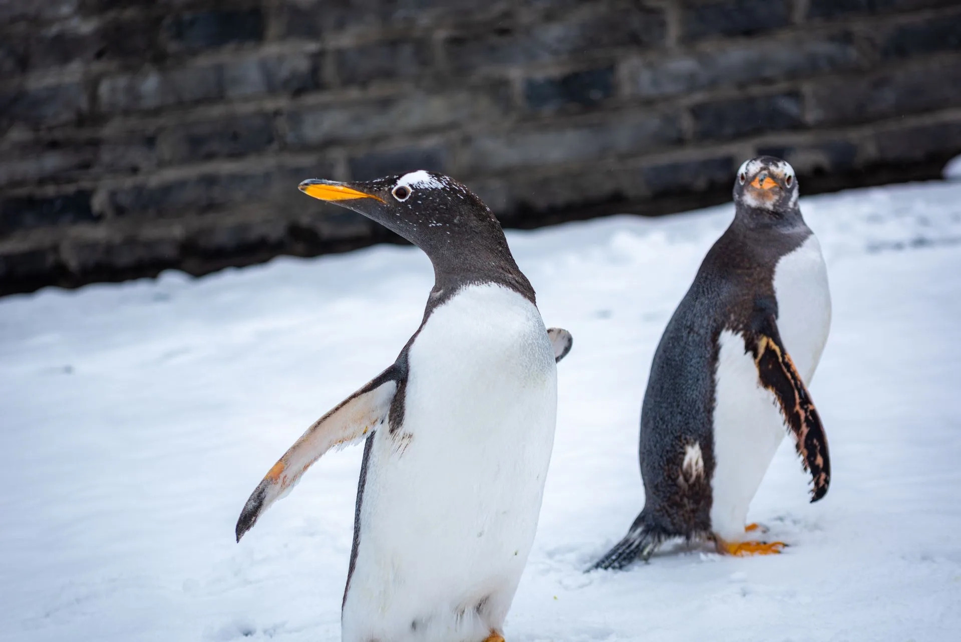 Christchurch attractions - Antarctic Centre and wildlife - Day 14 of New Zealand Family Tour