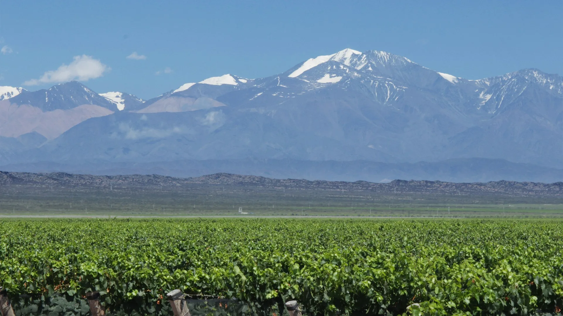 Mendoza wine region with lush green vineyards and snow-capped Andes Mountains in the background - Day 6 of Argentina Family Tour