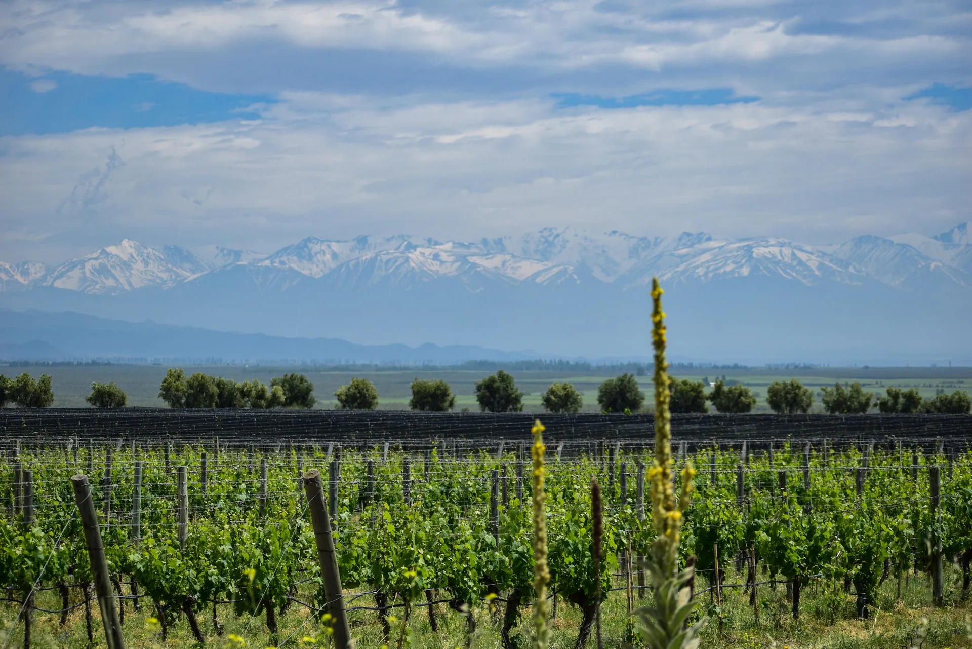 Mendoza vineyards with rows of grapevines and snow-capped Andes Mountains in the background - Argentina wine region