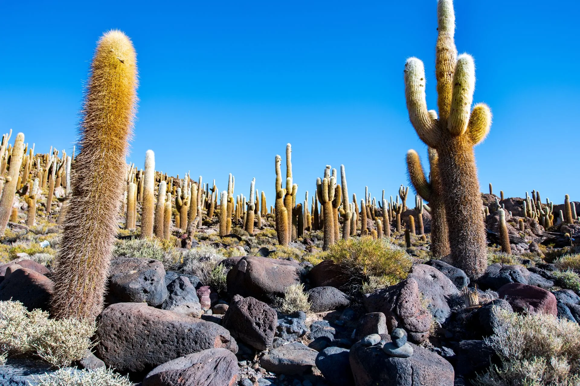Giant Cacti on Incahuasi Island