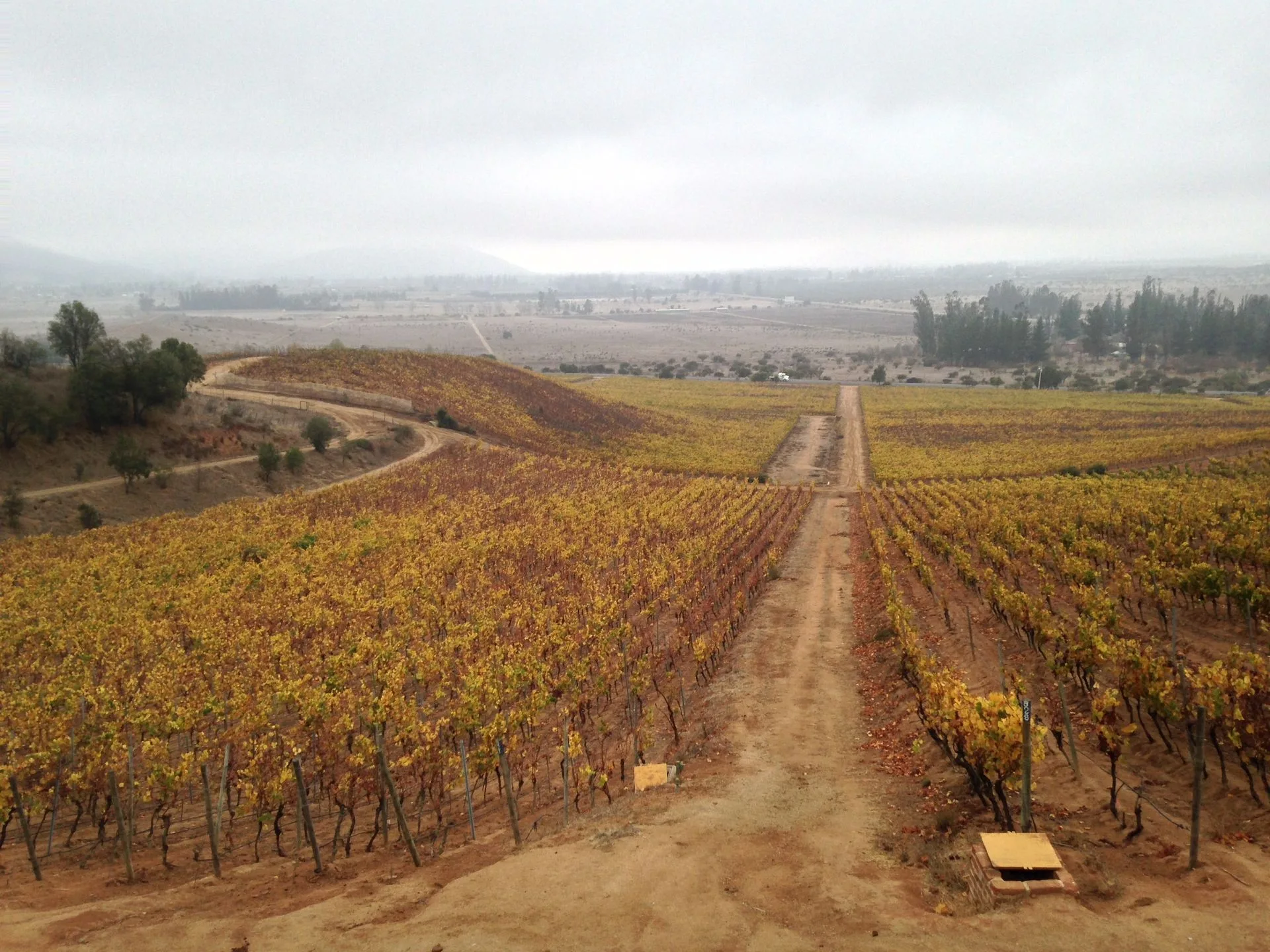 Wine valley visit on Day 7 of Chile Family Tour
