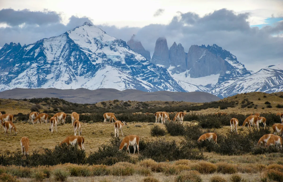 Chile family tour banner