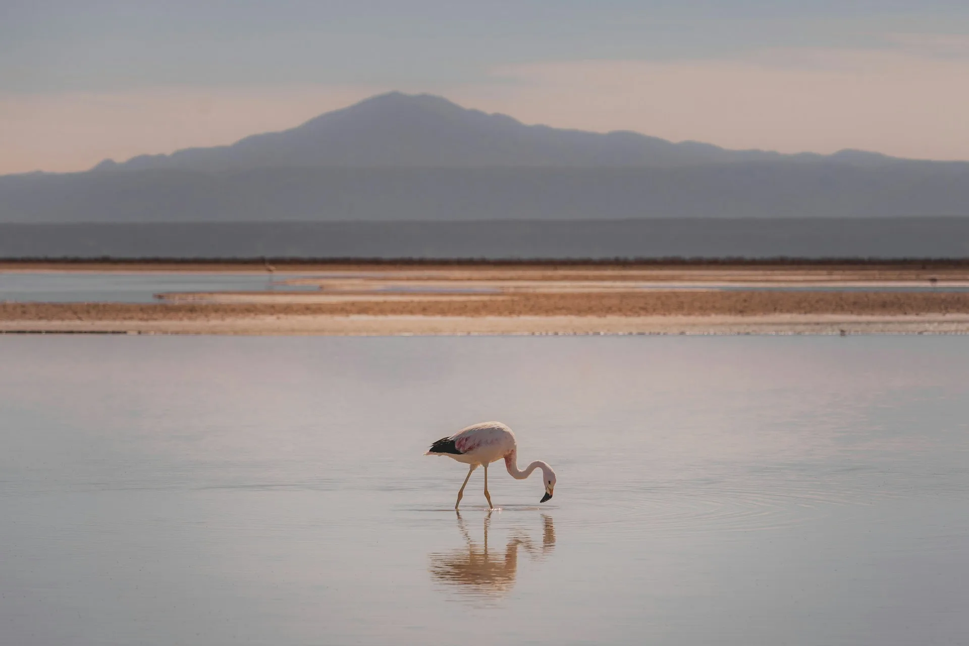 Pink flamingos in Atacama salt flats with mountains backdrop