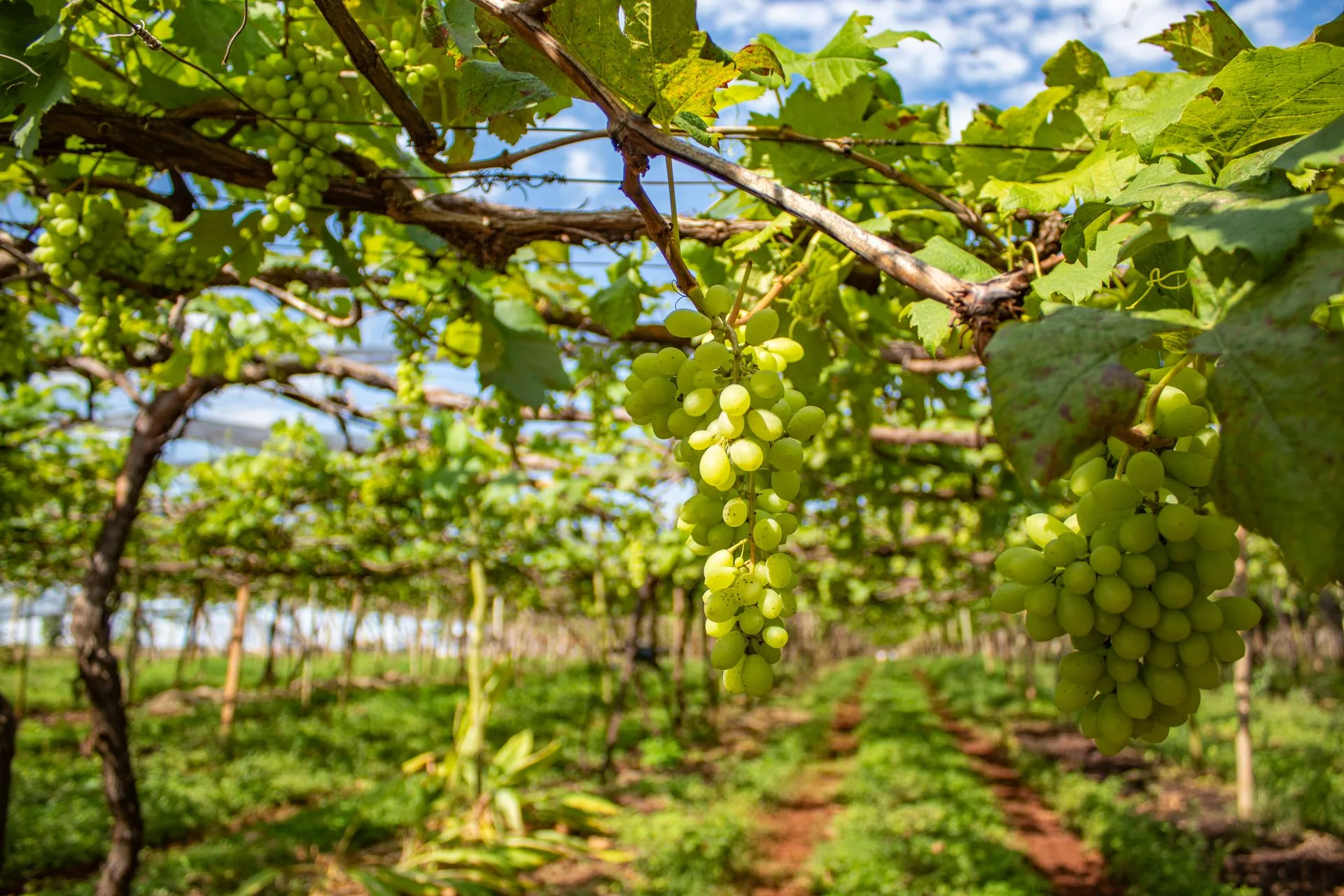 Rows of grapevines in Chilean wine valley with Andes Mountains