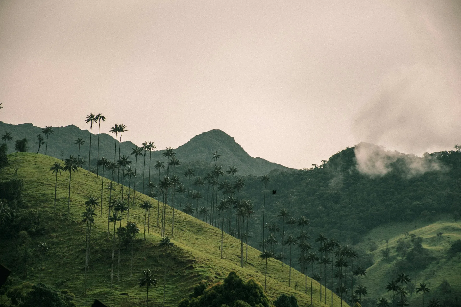 Valle de Cocora wax palms - Day 4 of Colombia Family Tour