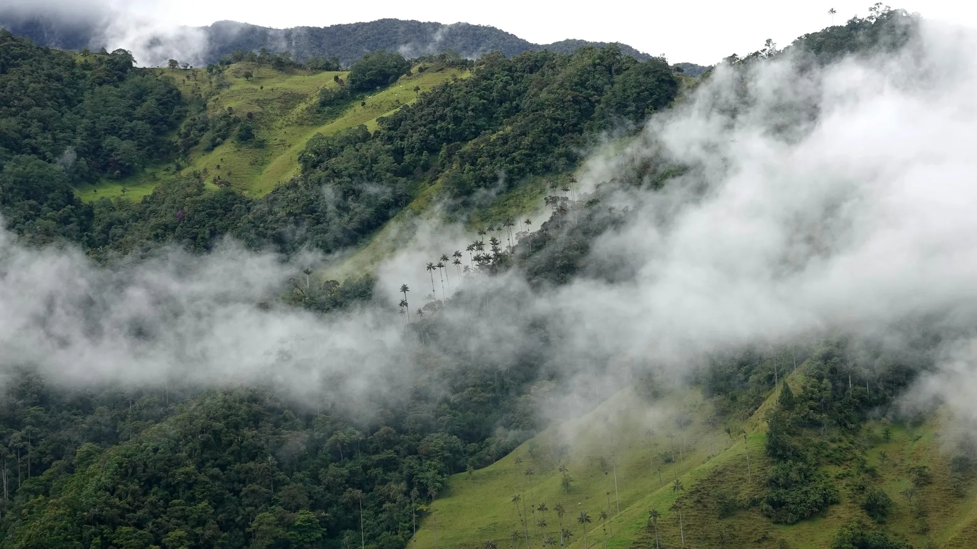 Wax palms in Valle de Cocora with misty mountains