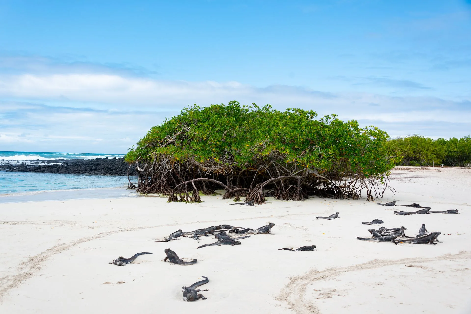 Tortuga Bay - Day 6 of Ecuador Family Tour