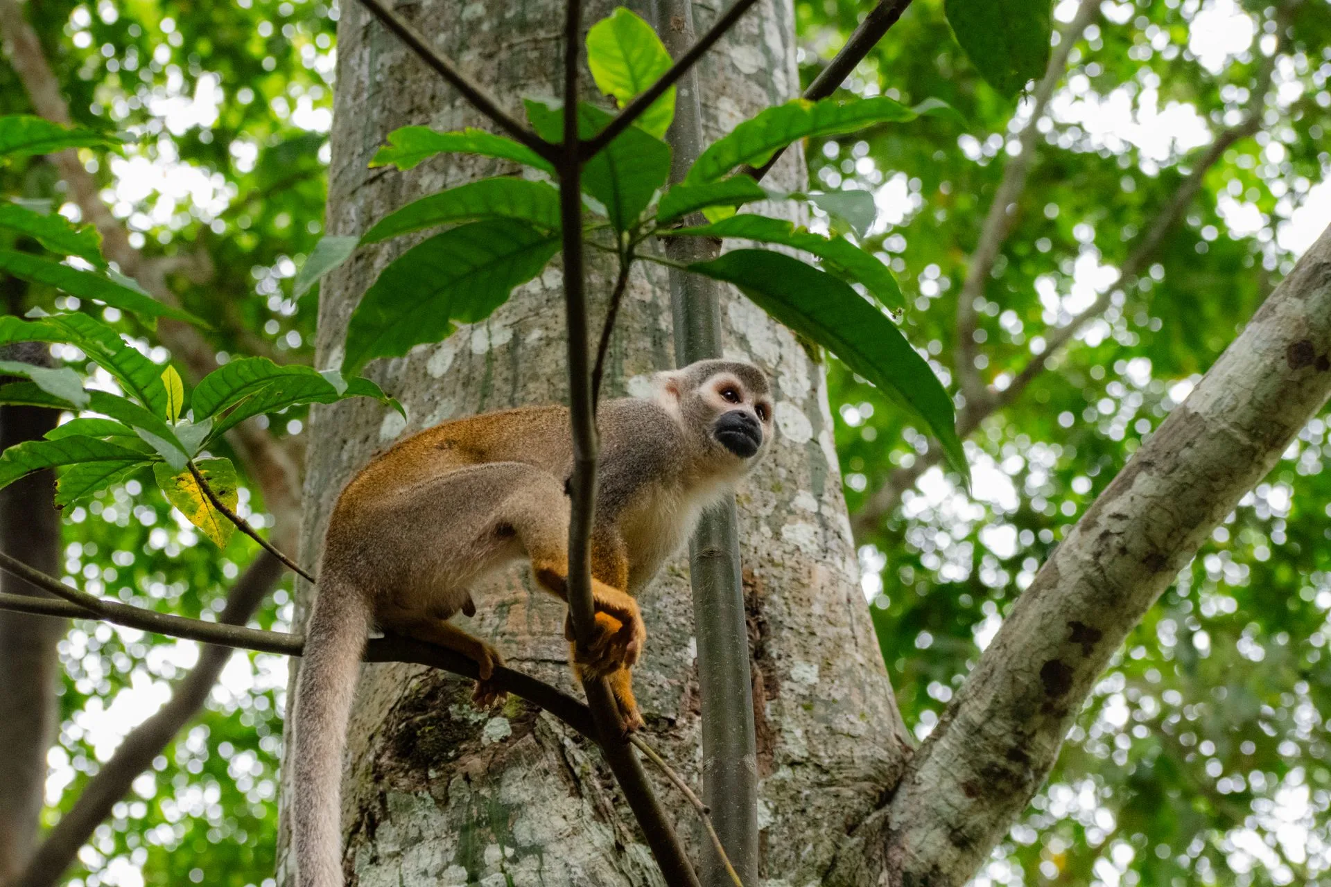 Amazon wildlife - Day 8 of Ecuador Family Tour