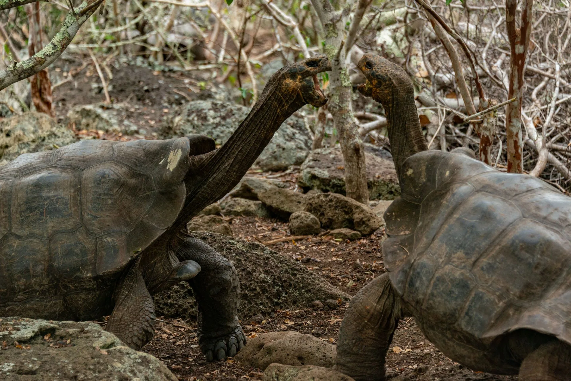 Giant Galapagos tortoises